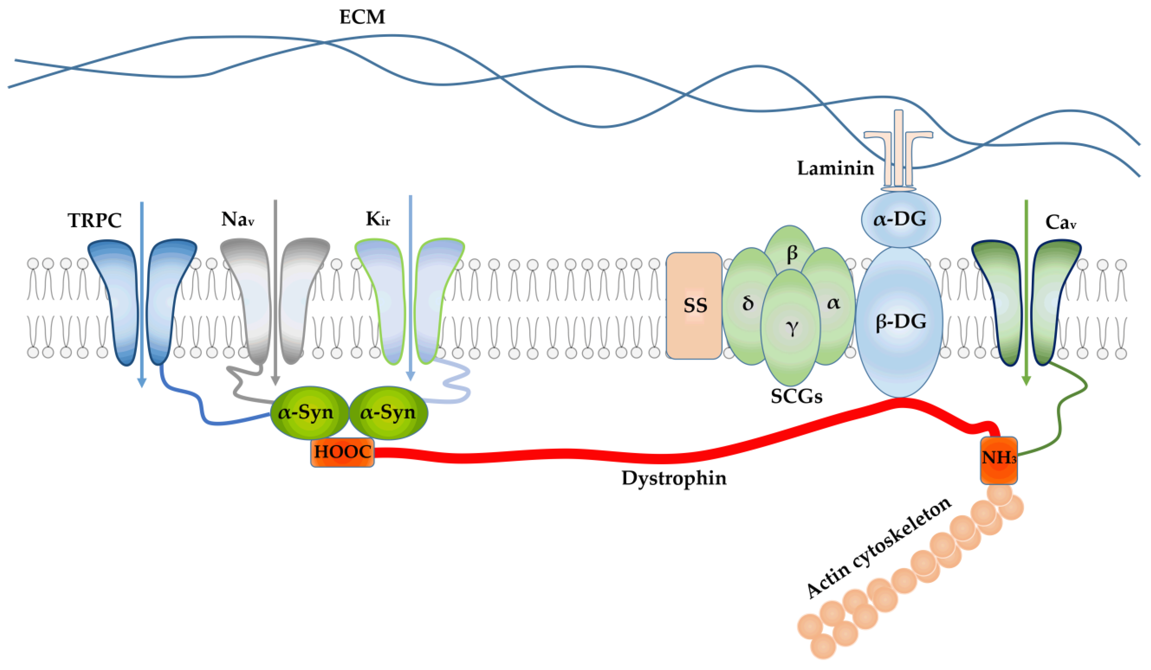 Ijms 24 02229 g001 Ijms 24 02229 g001