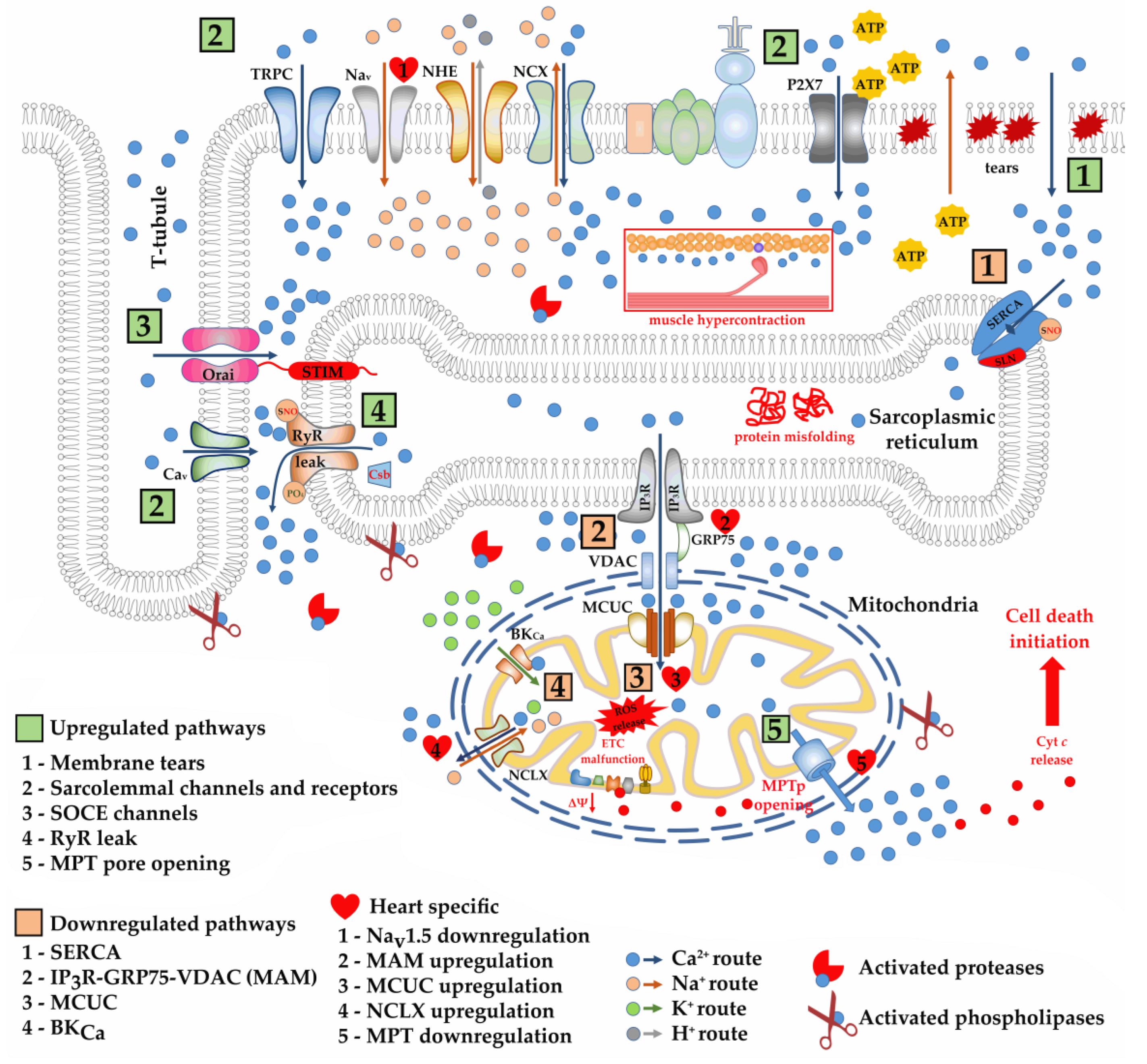 Ijms 24 02229 g002 Ijms 24 02229 g002