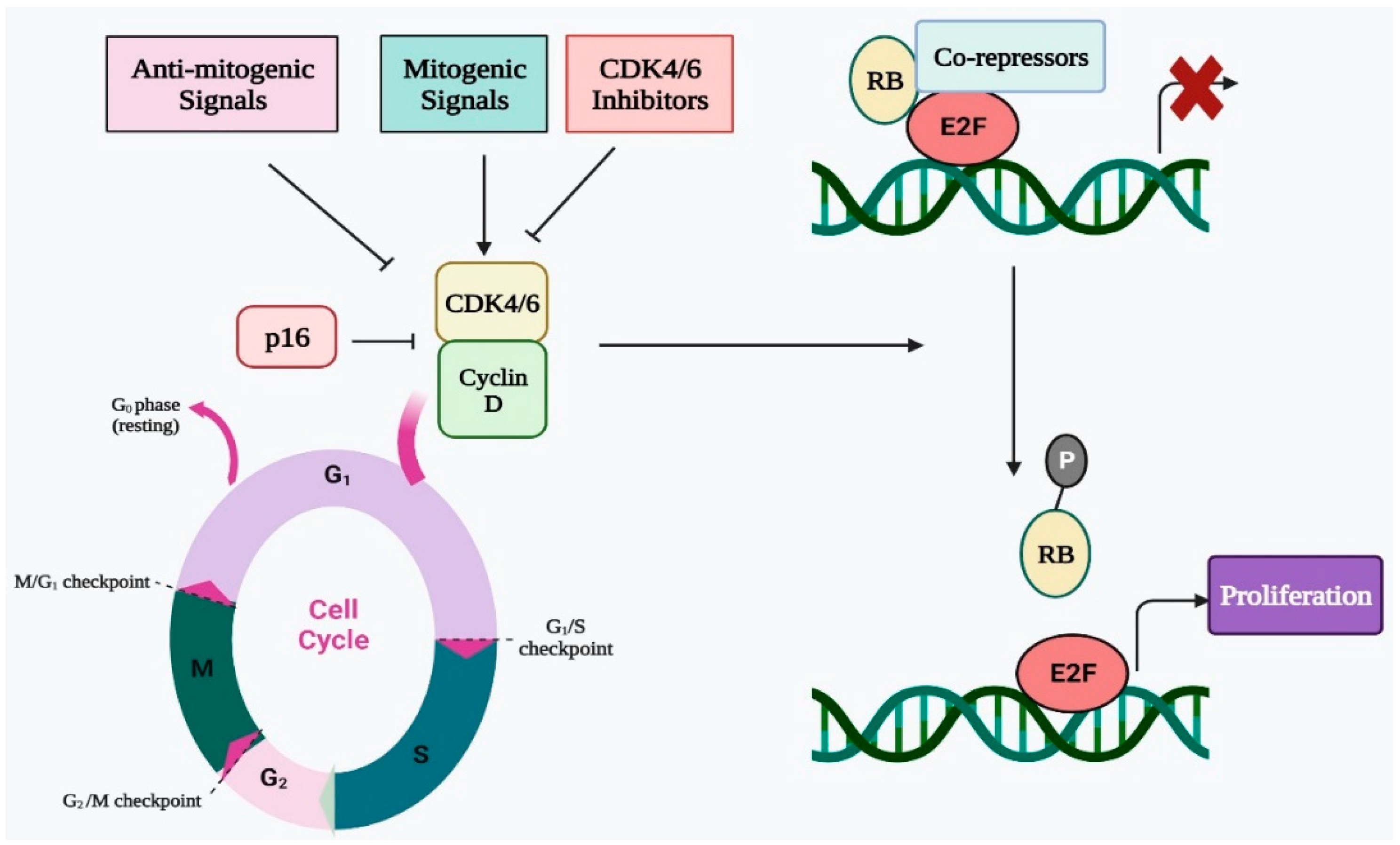 Deciphering the Immunomodulatory Role of Cyclin Biology Diagrams