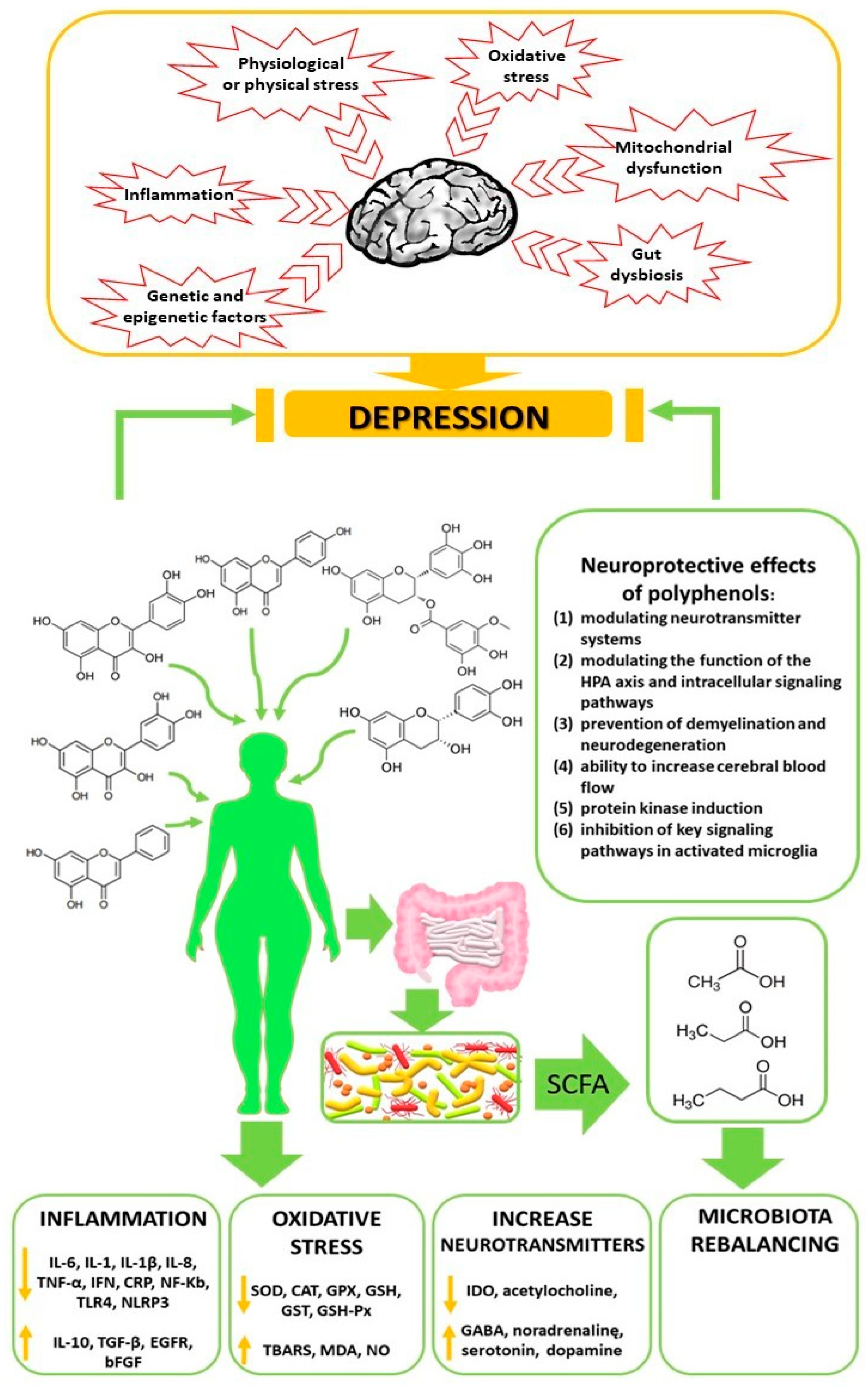 Ijms 24 02258 g003 Ijms 24 02258 g003