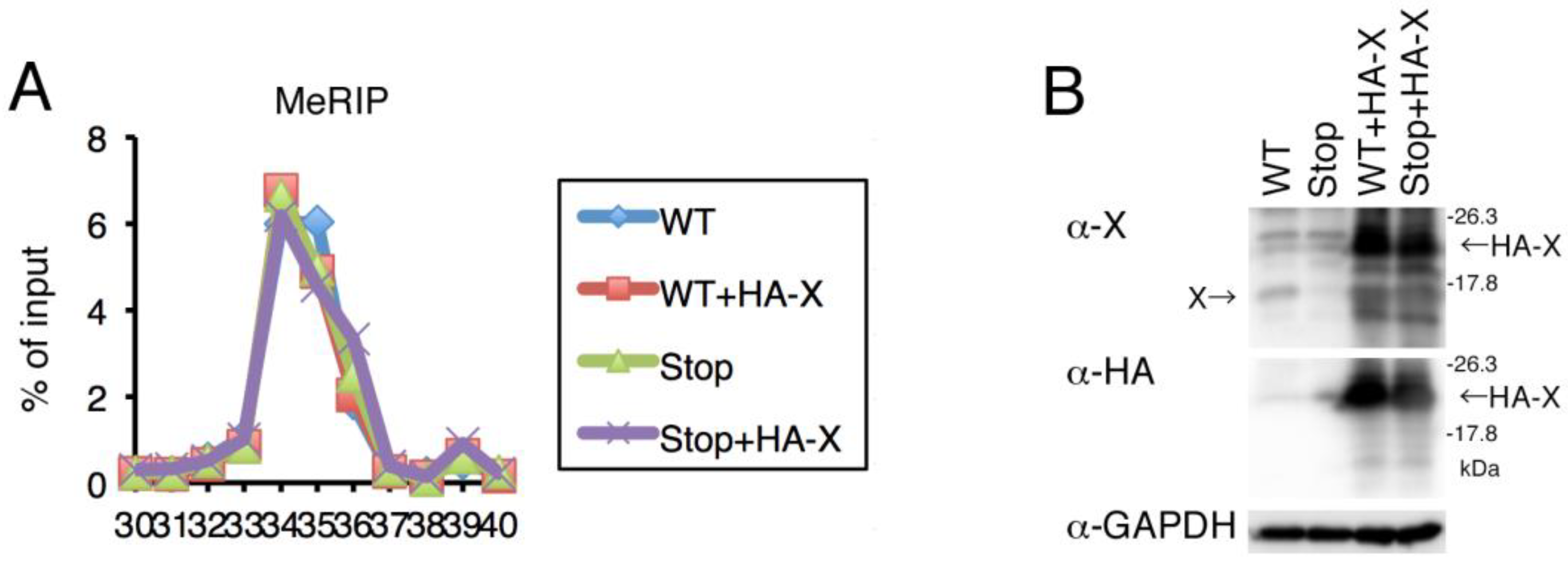 Ijms 24 02265 g006 Ijms 24 02265 g006