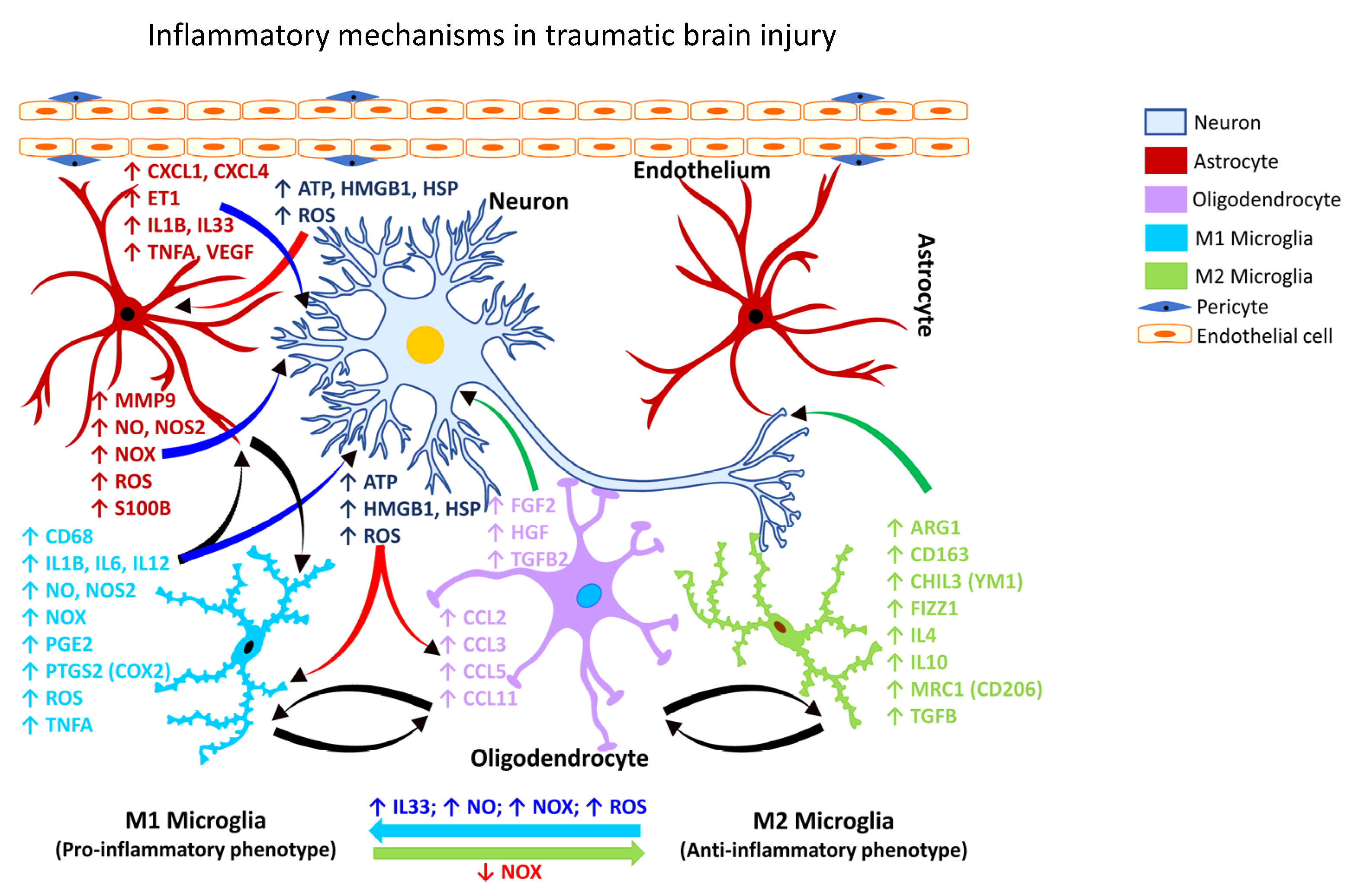 Stroke subtype-dependent synapse elimination by reactive gliosis in mice