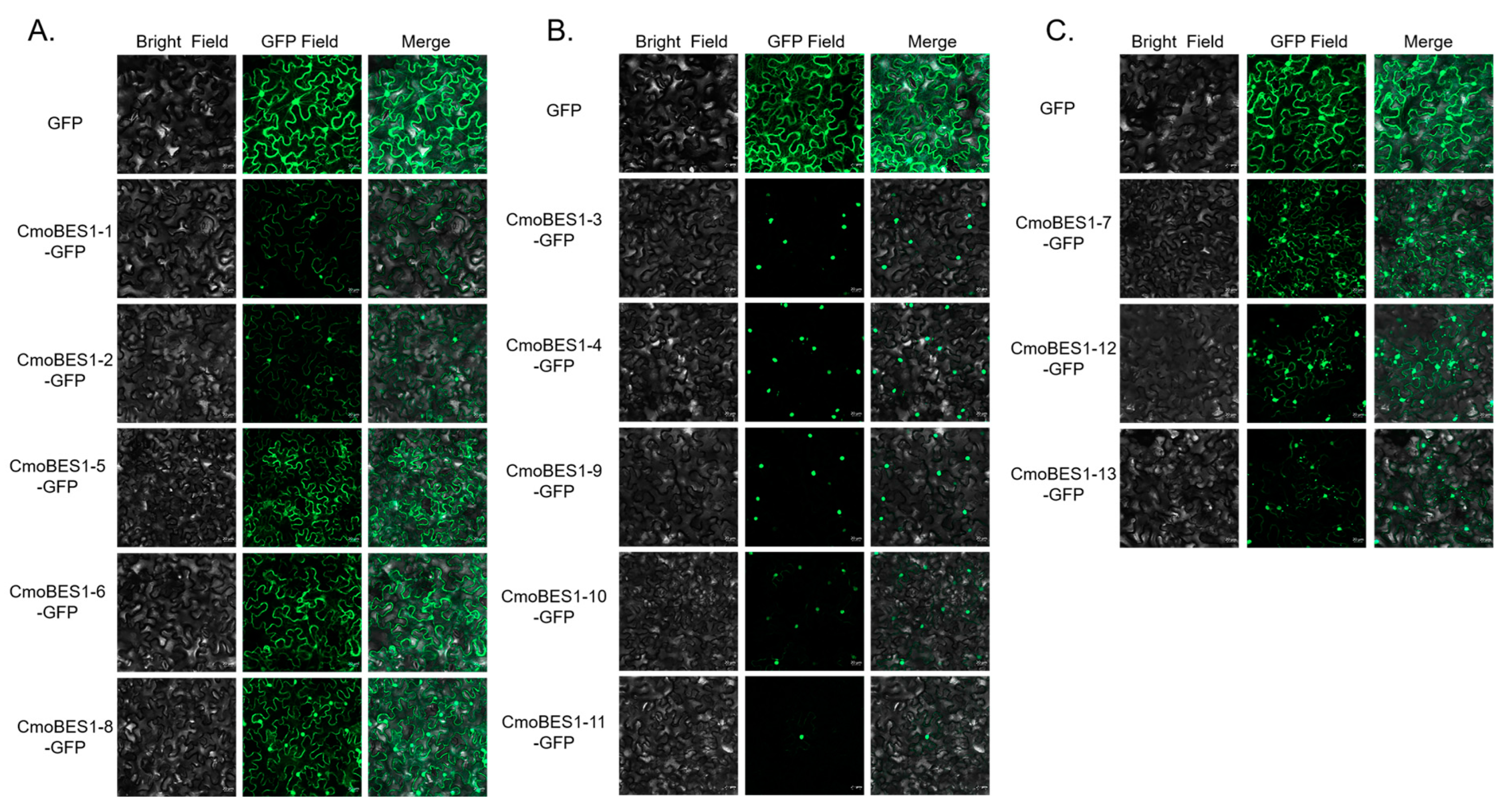 Ijms 24 02287 g006 Ijms 24 02287 g006