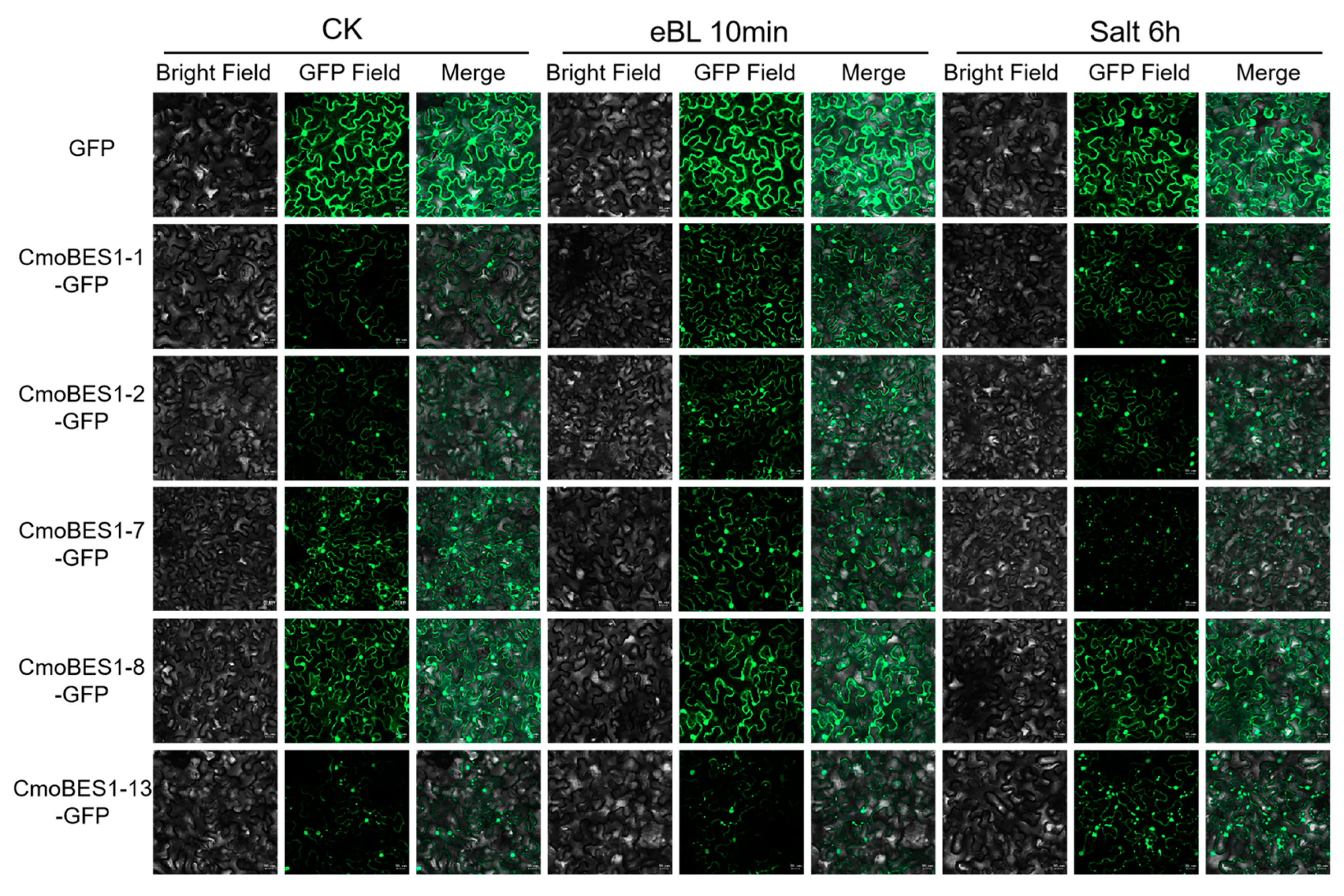 Ijms 24 02287 g007 Ijms 24 02287 g007