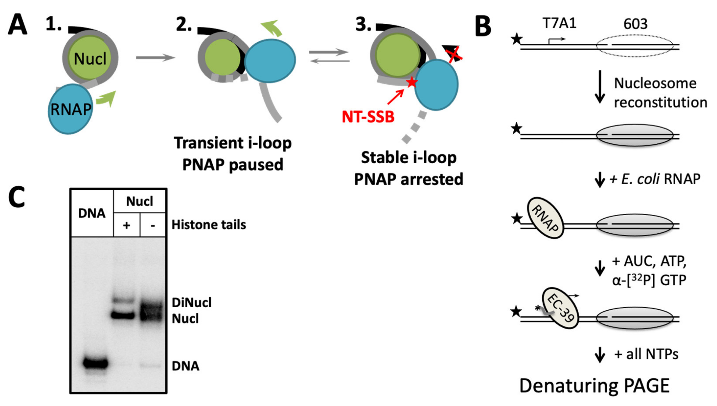 Ijms 24 02295 g001 Ijms 24 02295 g001