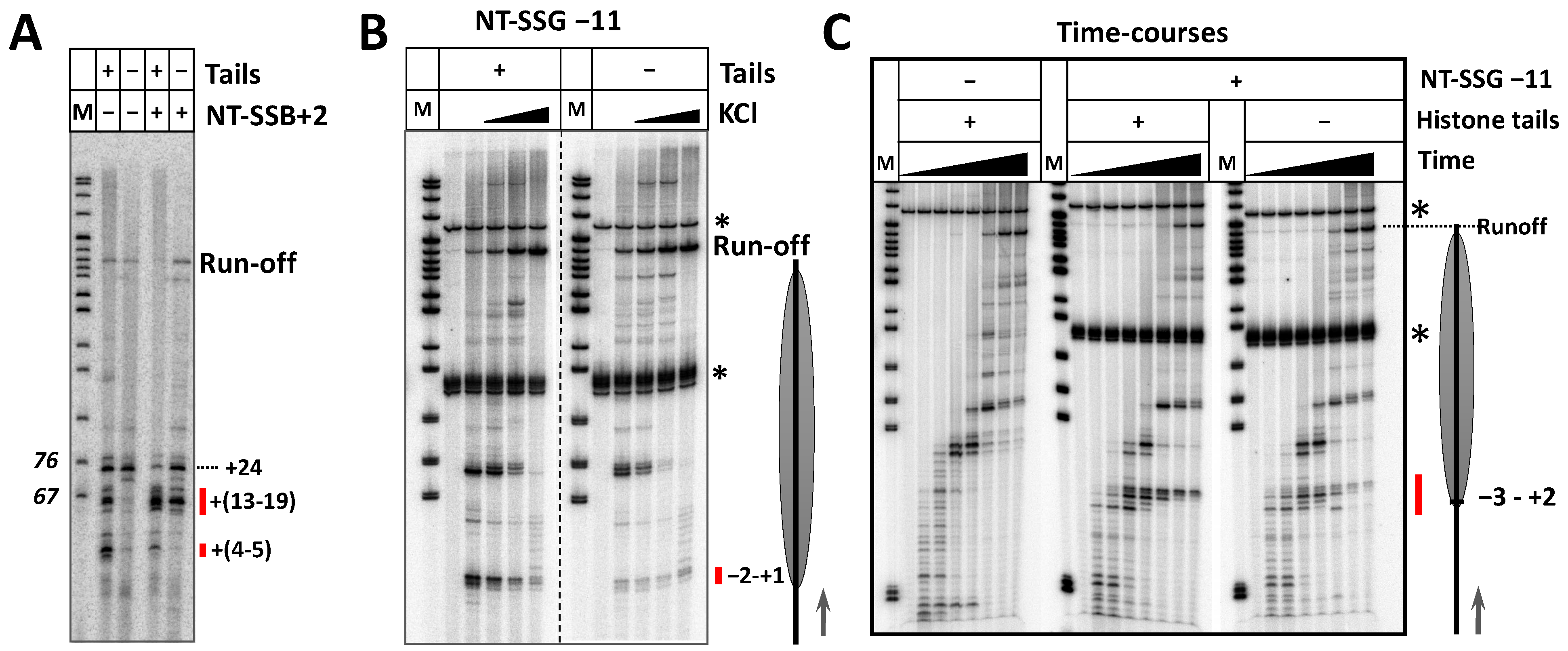 Ijms 24 02295 g004 Ijms 24 02295 g004