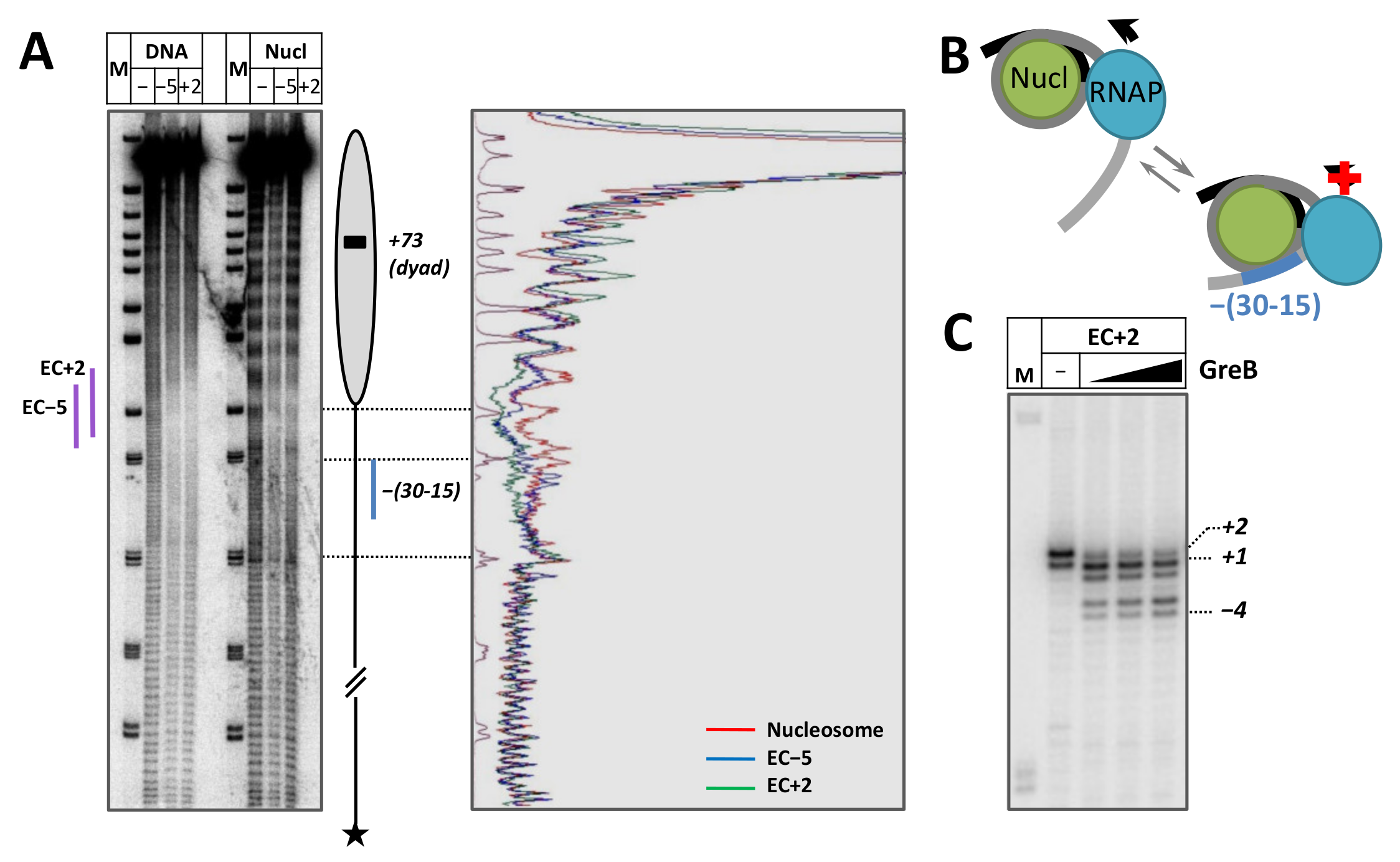 Ijms 24 02295 g006 Ijms 24 02295 g006