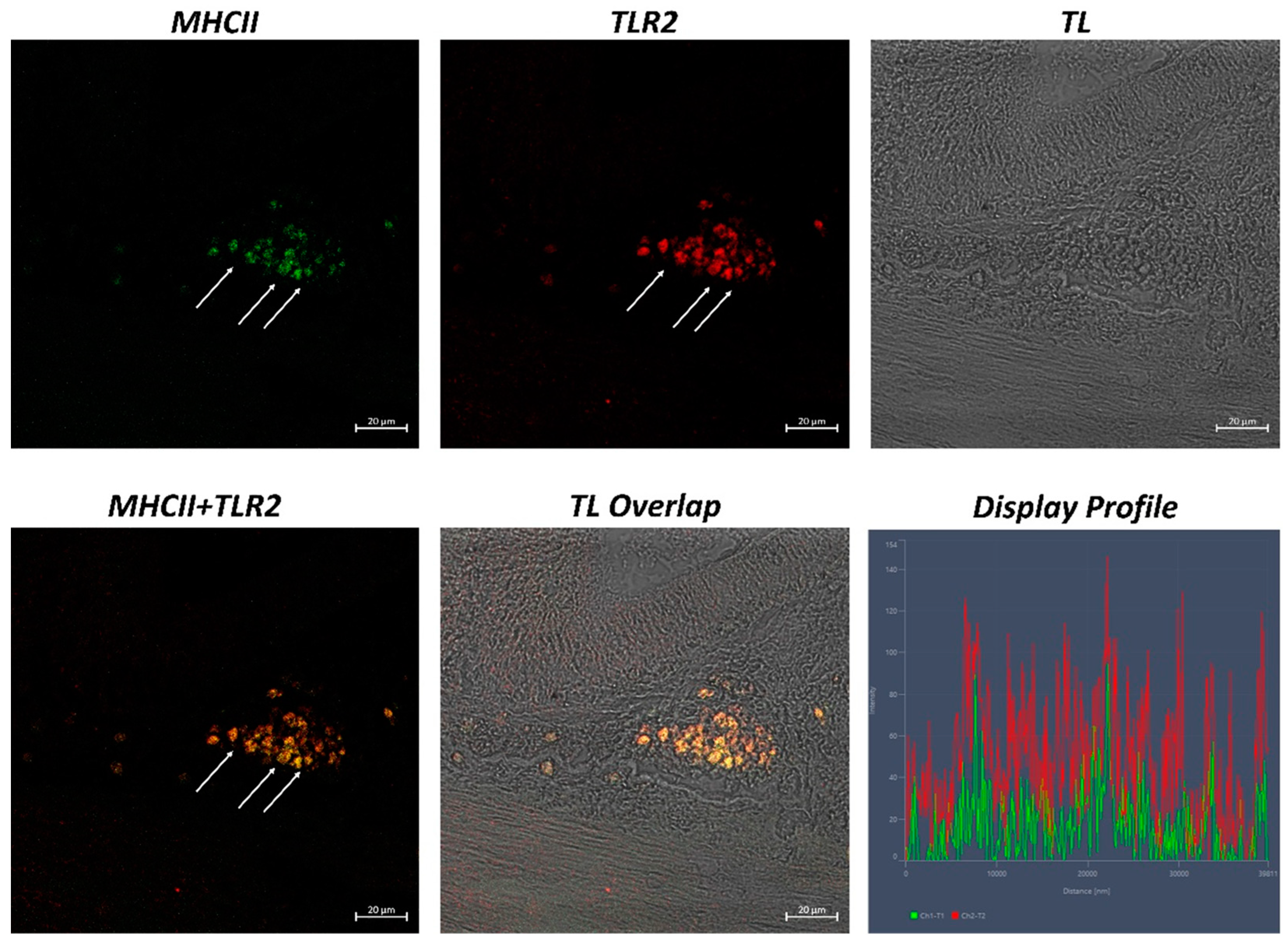 Ijms 24 02316 g001 Ijms 24 02316 g001