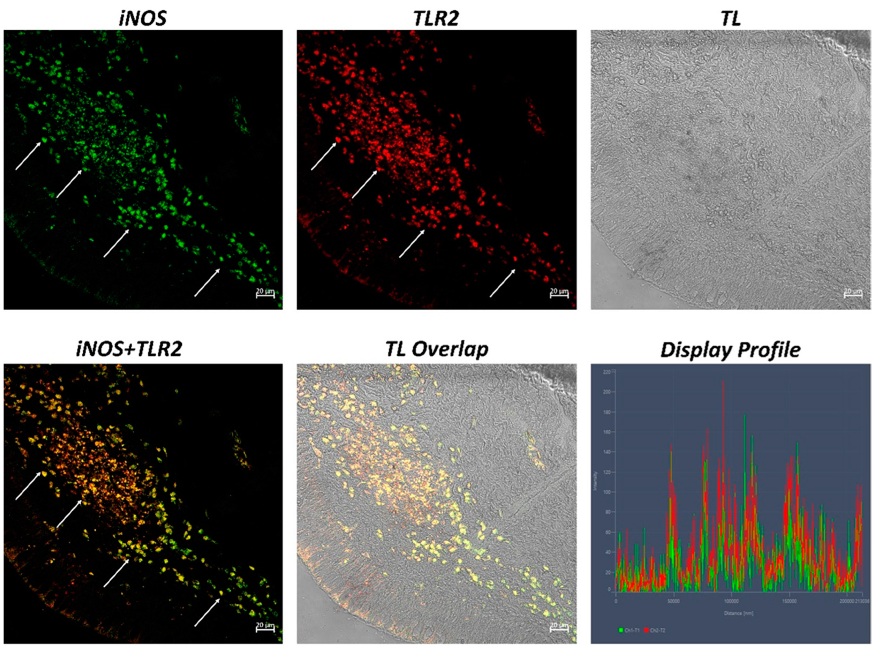 Ijms 24 02316 g006 Ijms 24 02316 g006