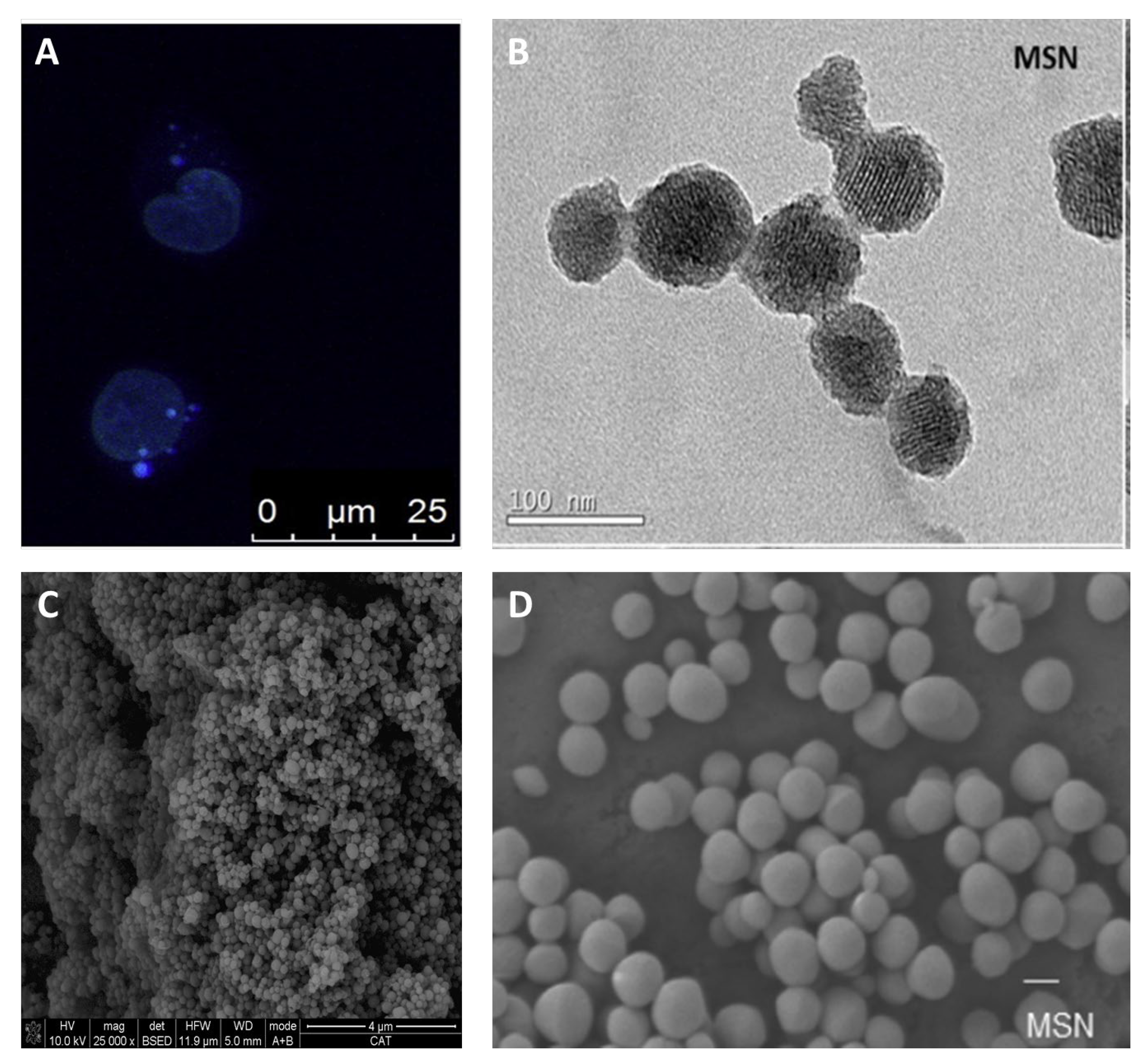 Ijms 24 02332 g011 Ijms 24 02332 g011