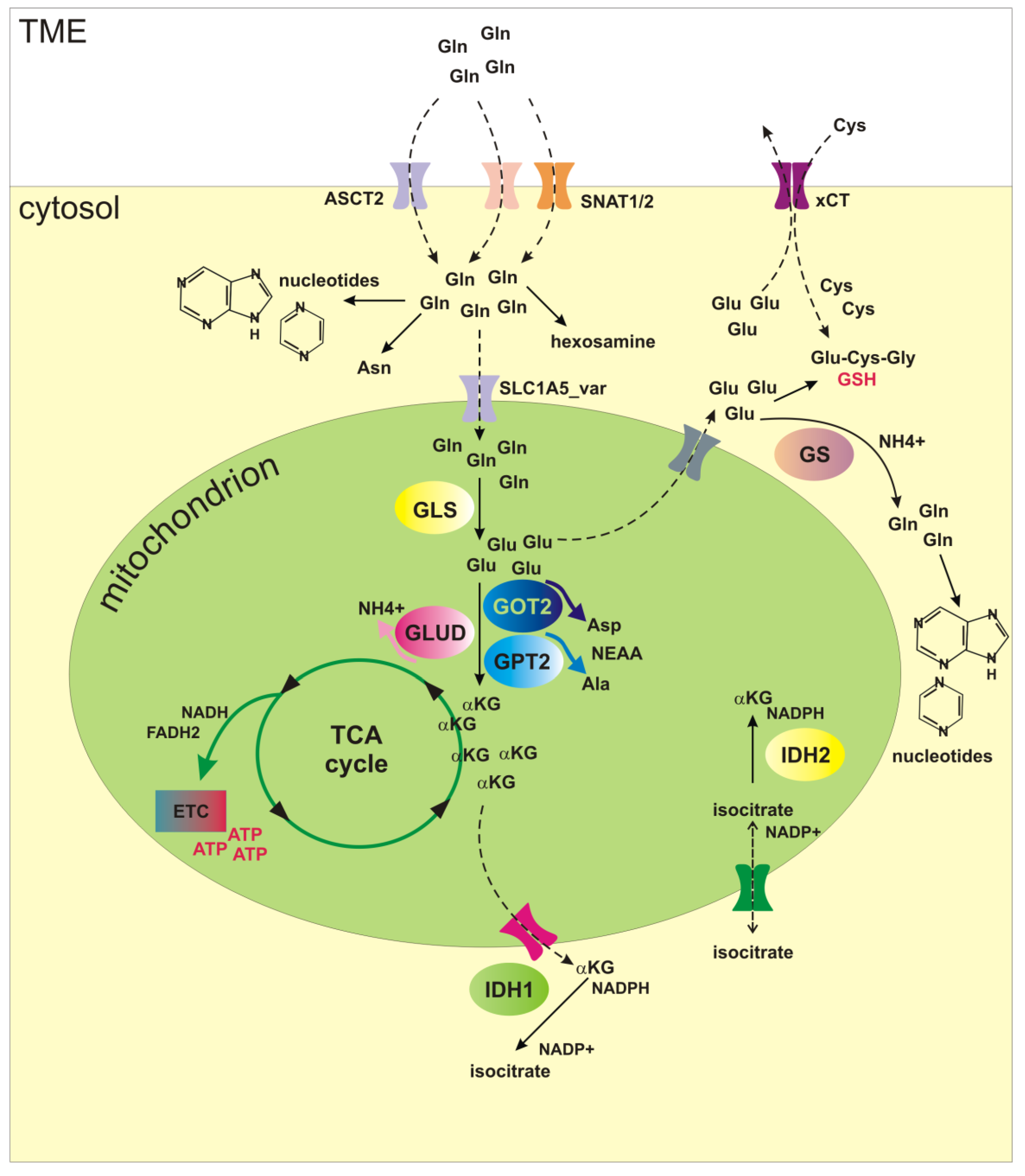 IJMS Free Full Text Glutamine Metabolism In Cancer Stem Cells A ijms-free-full-text-glutamine-metabolism-in-cancer-stem-cells-a