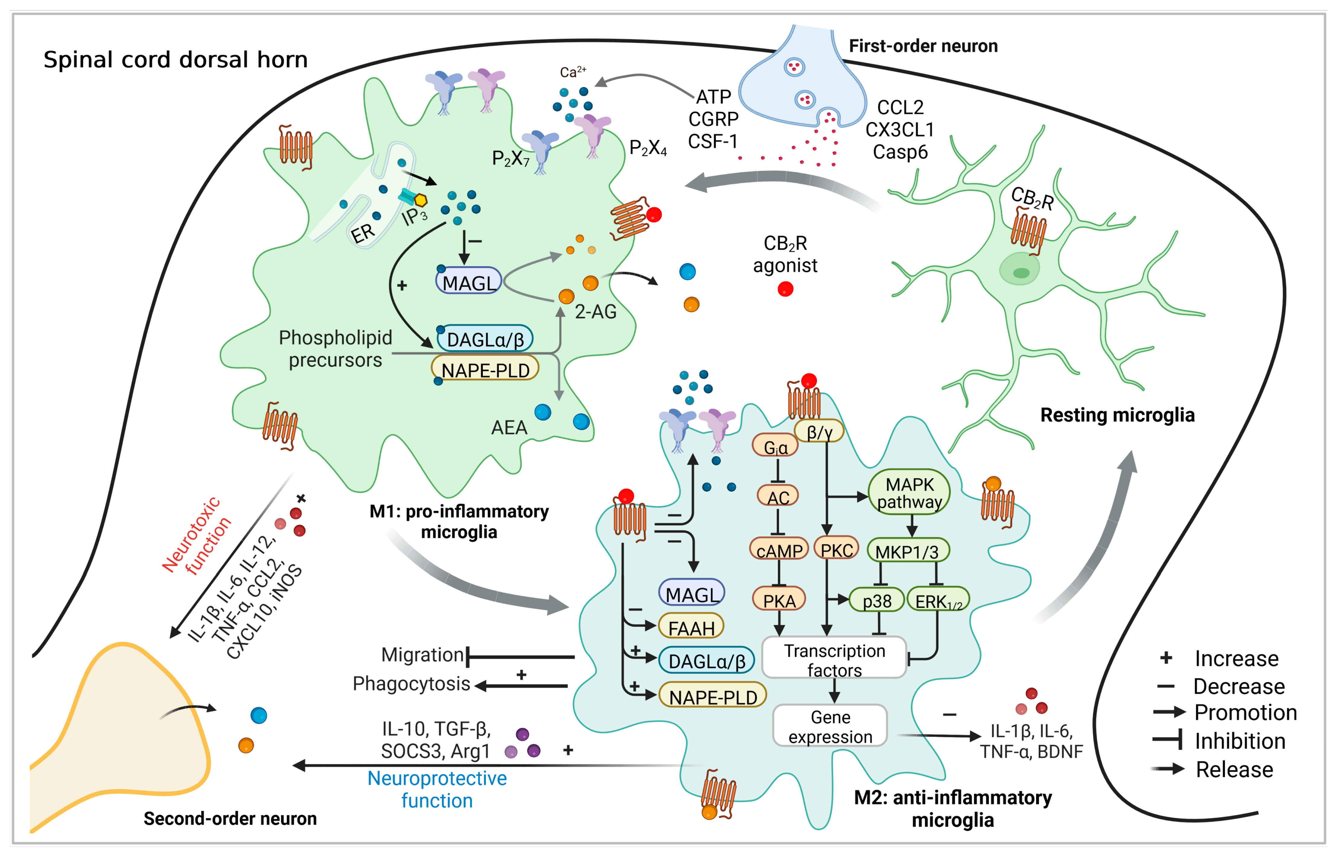 Microglial Cannabinoid CB2 Receptors in Pain Modulation
