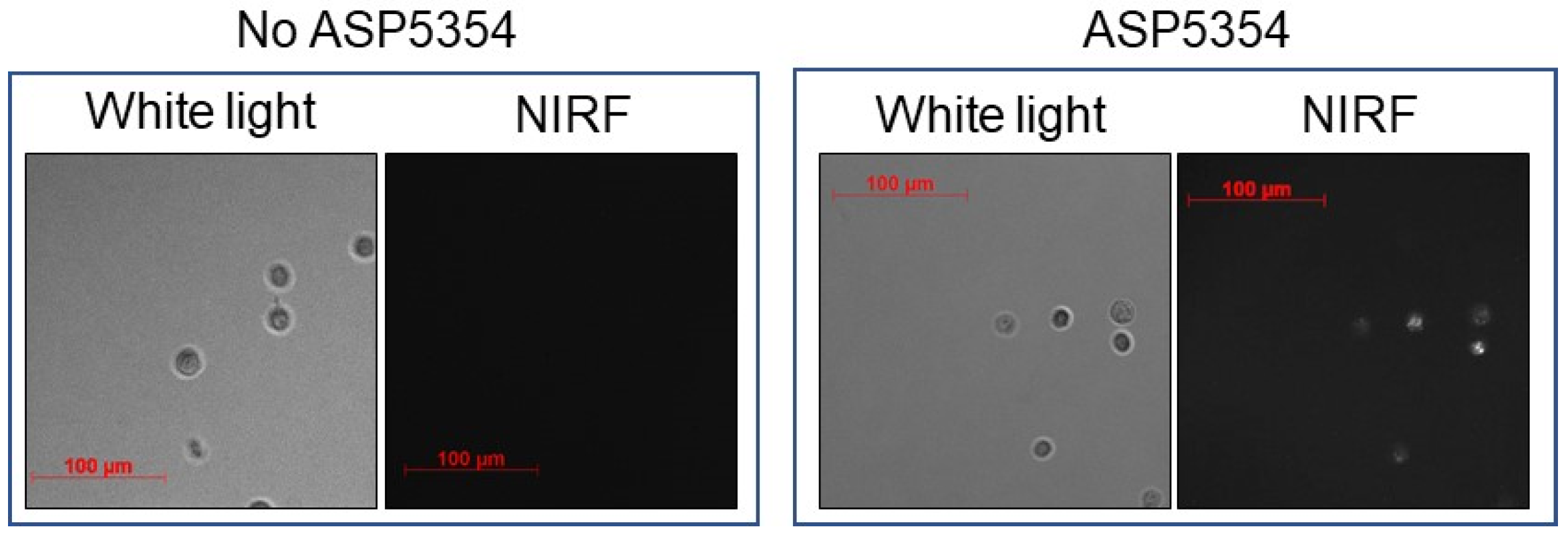 Ijms 24 02349 g002 Ijms 24 02349 g002