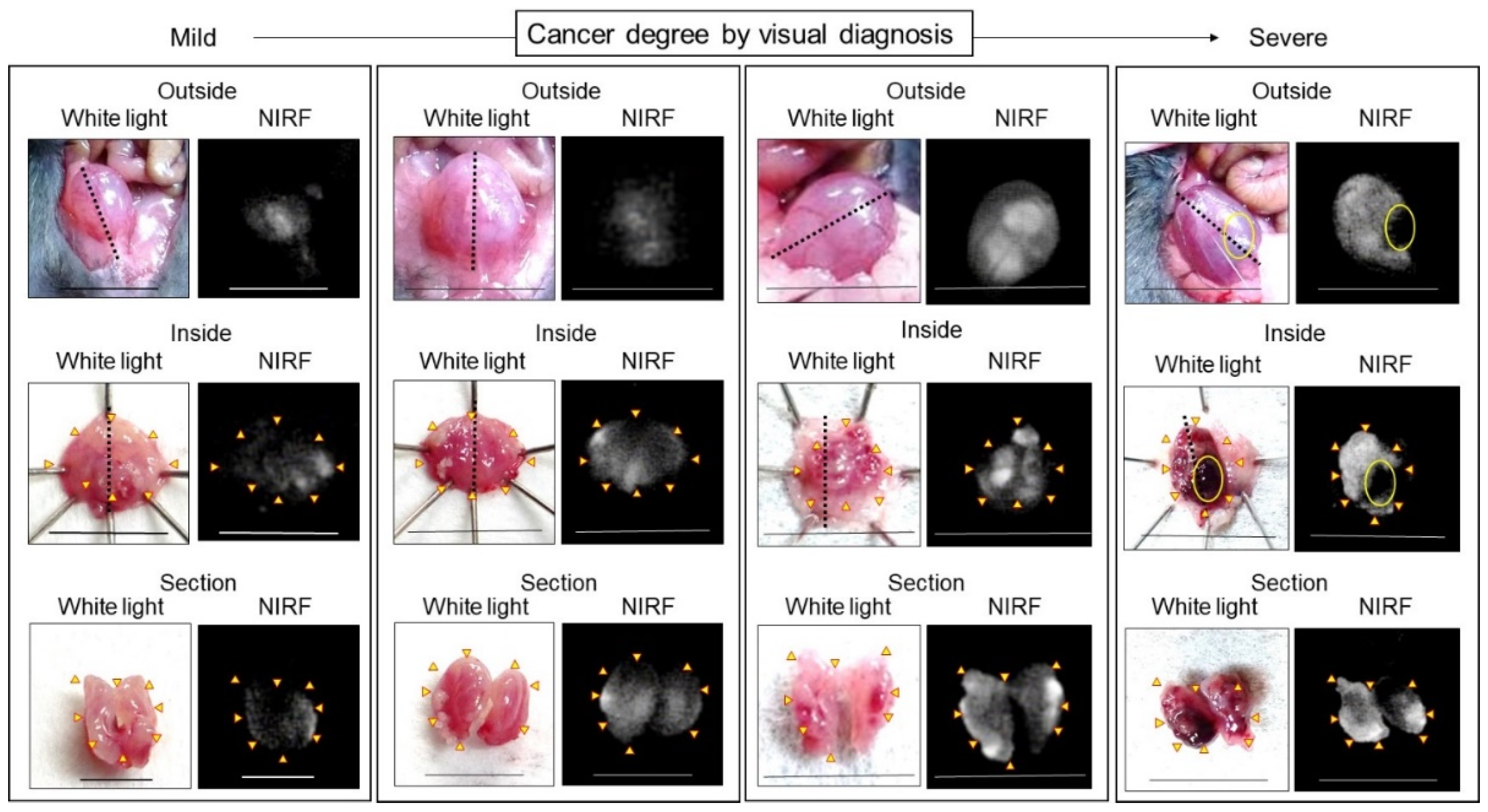 Ijms 24 02349 g005 Ijms 24 02349 g005