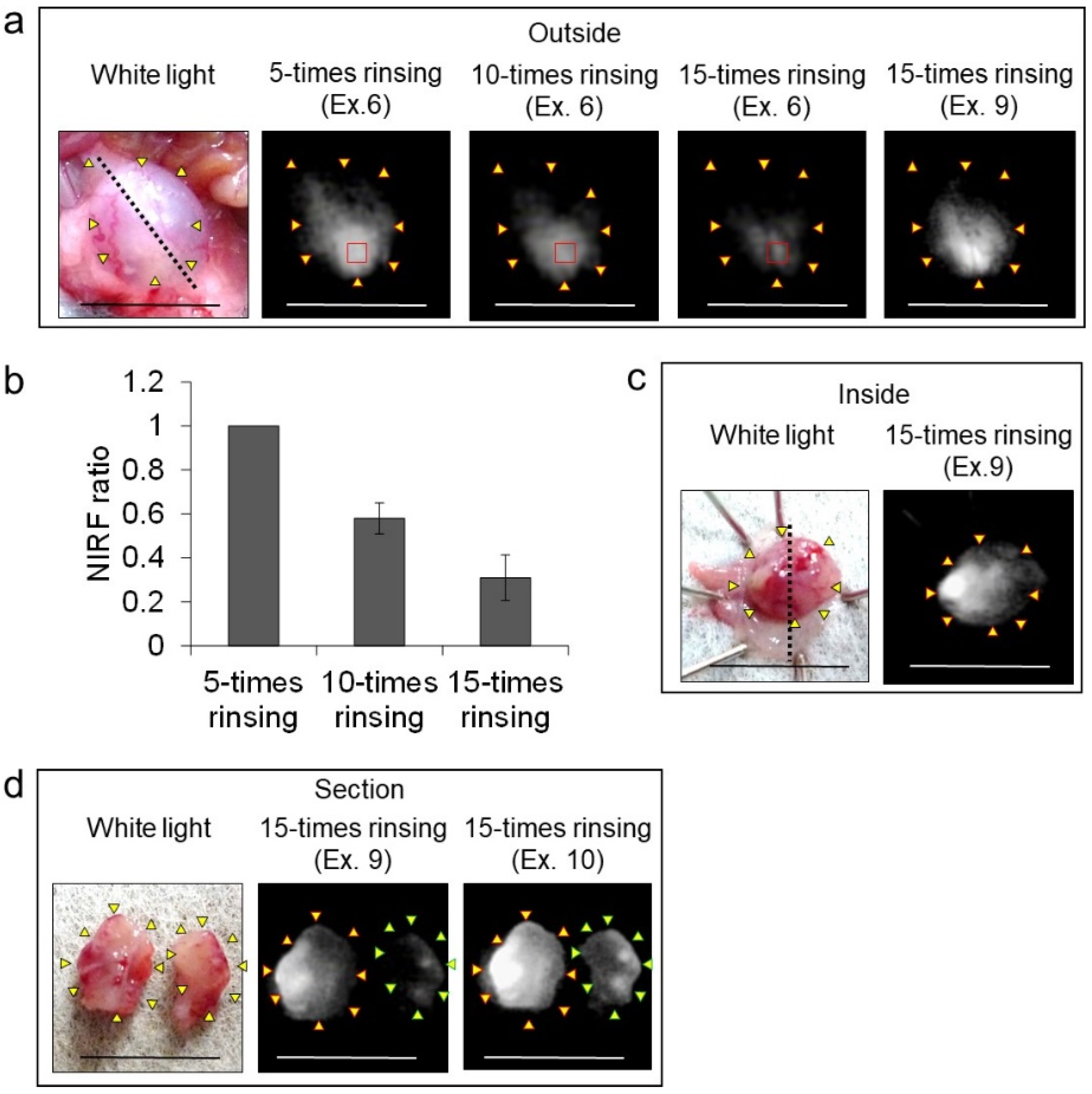 Ijms 24 02349 g009 Ijms 24 02349 g009