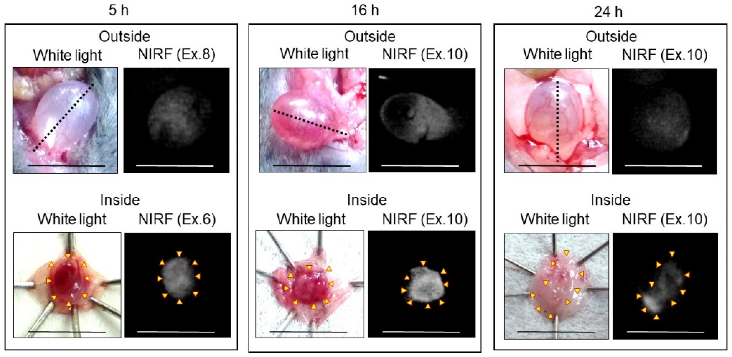 Ijms 24 02349 g011 Ijms 24 02349 g011