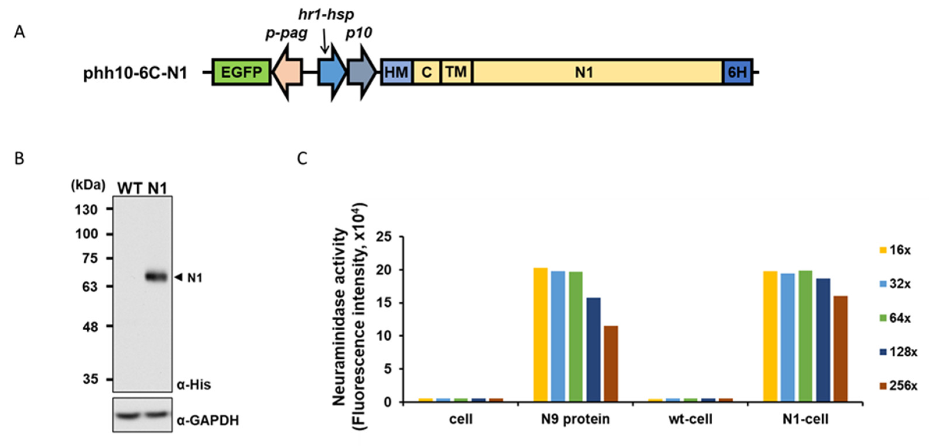 Ijms 24 02376 g001 Ijms 24 02376 g001