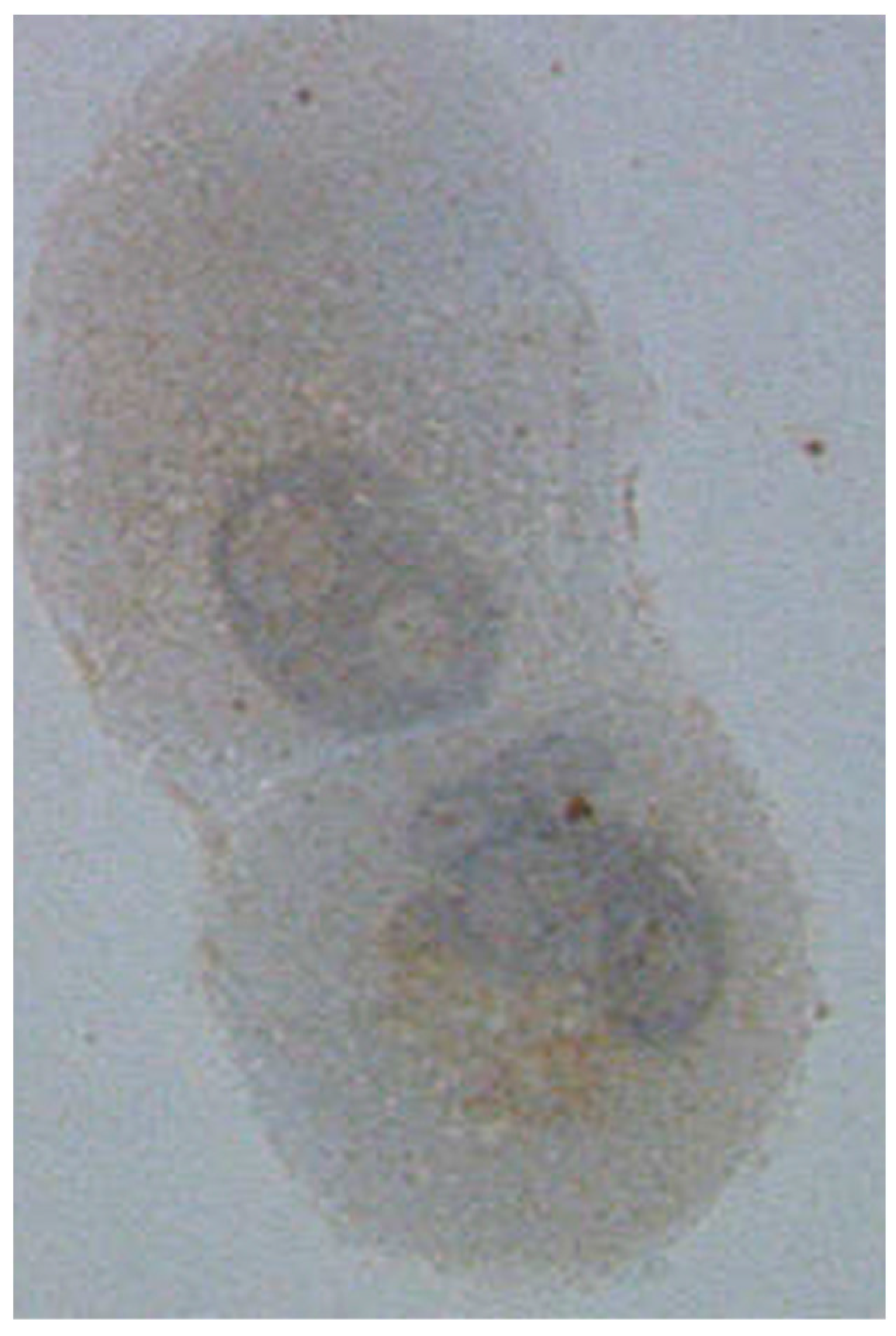 Ijms 24 02398 g001 Ijms 24 02398 g001