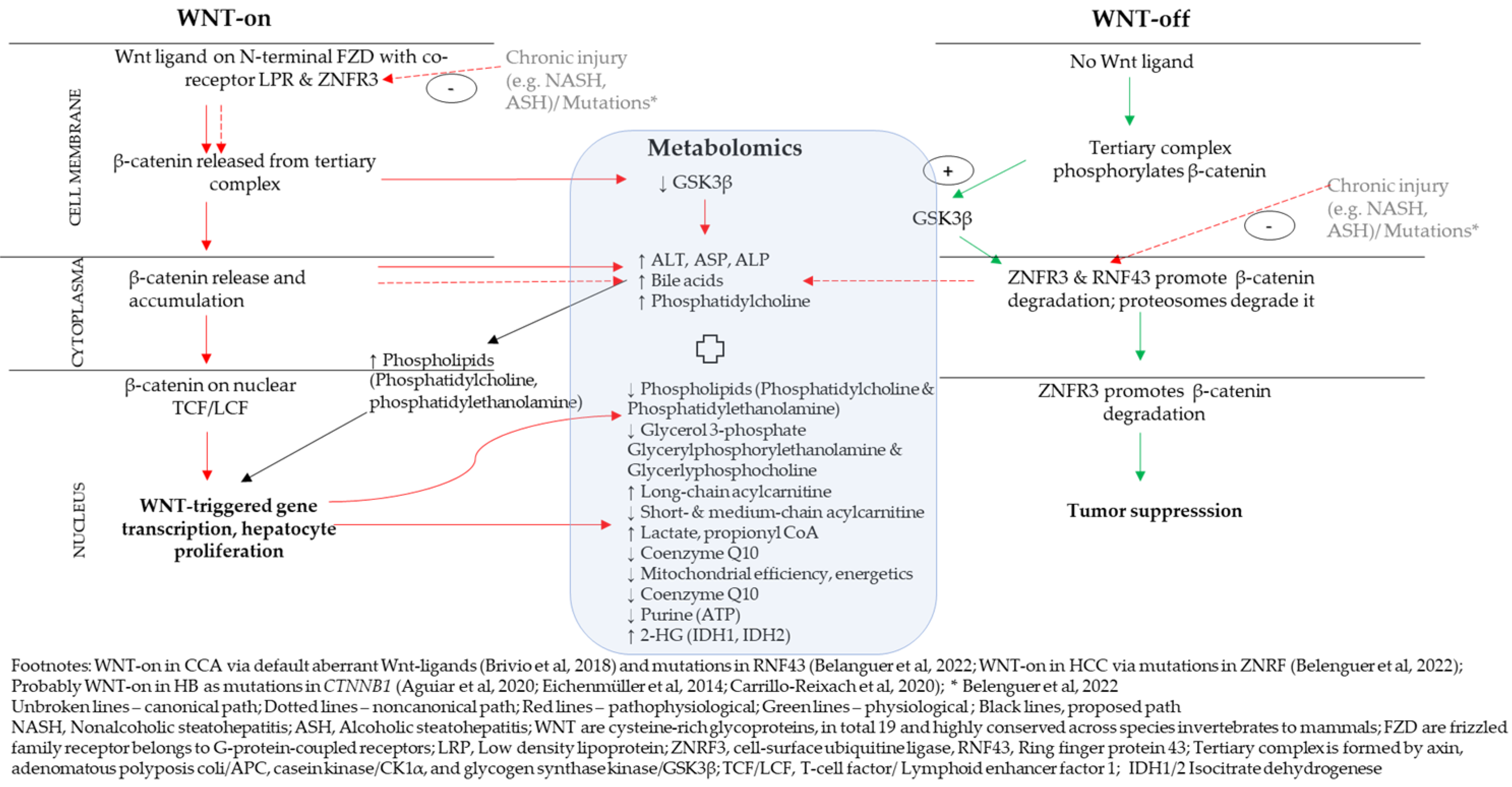Ijms 24 02409 g001 Ijms 24 02409 g001