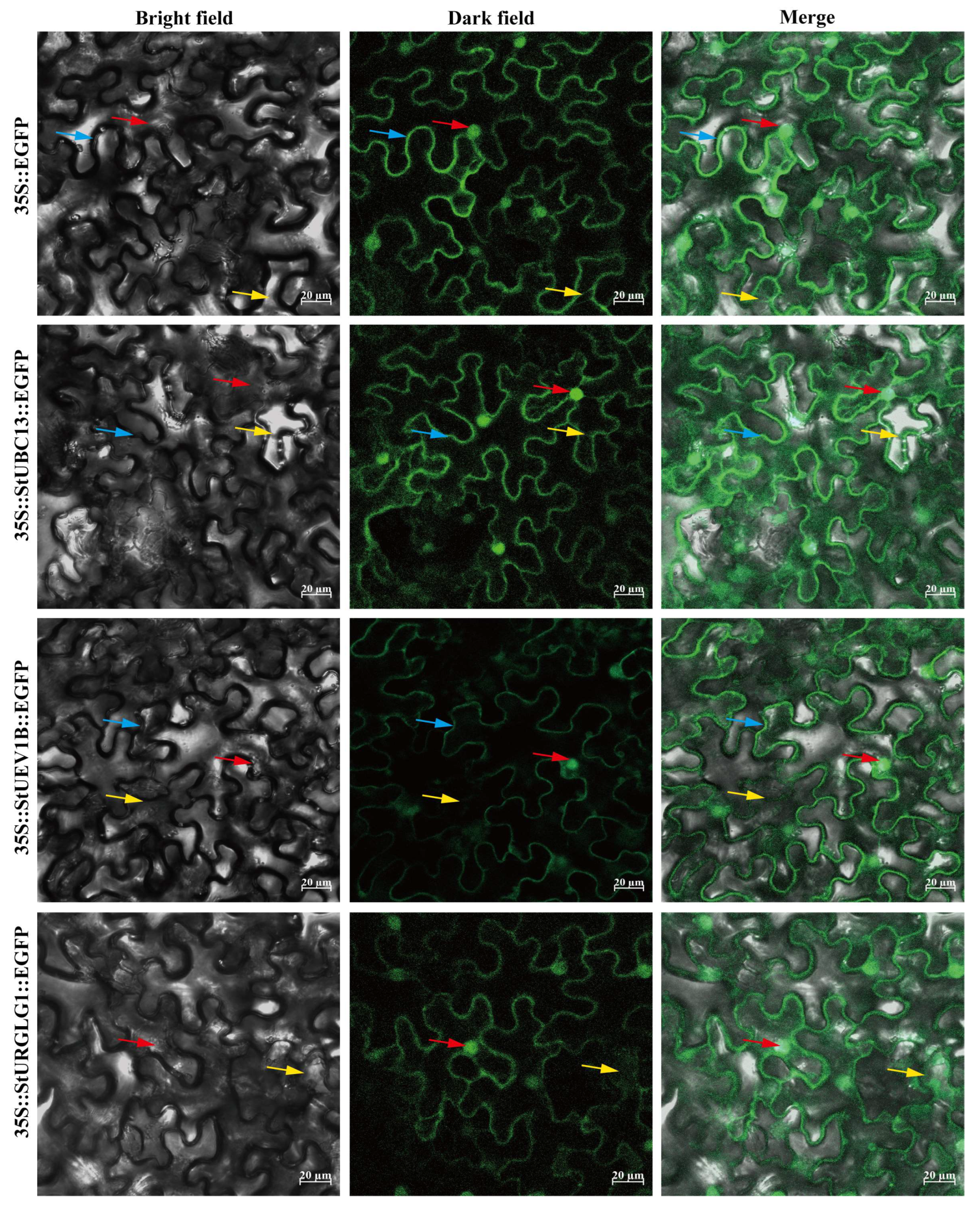 Ijms 24 02412 g005 Ijms 24 02412 g005