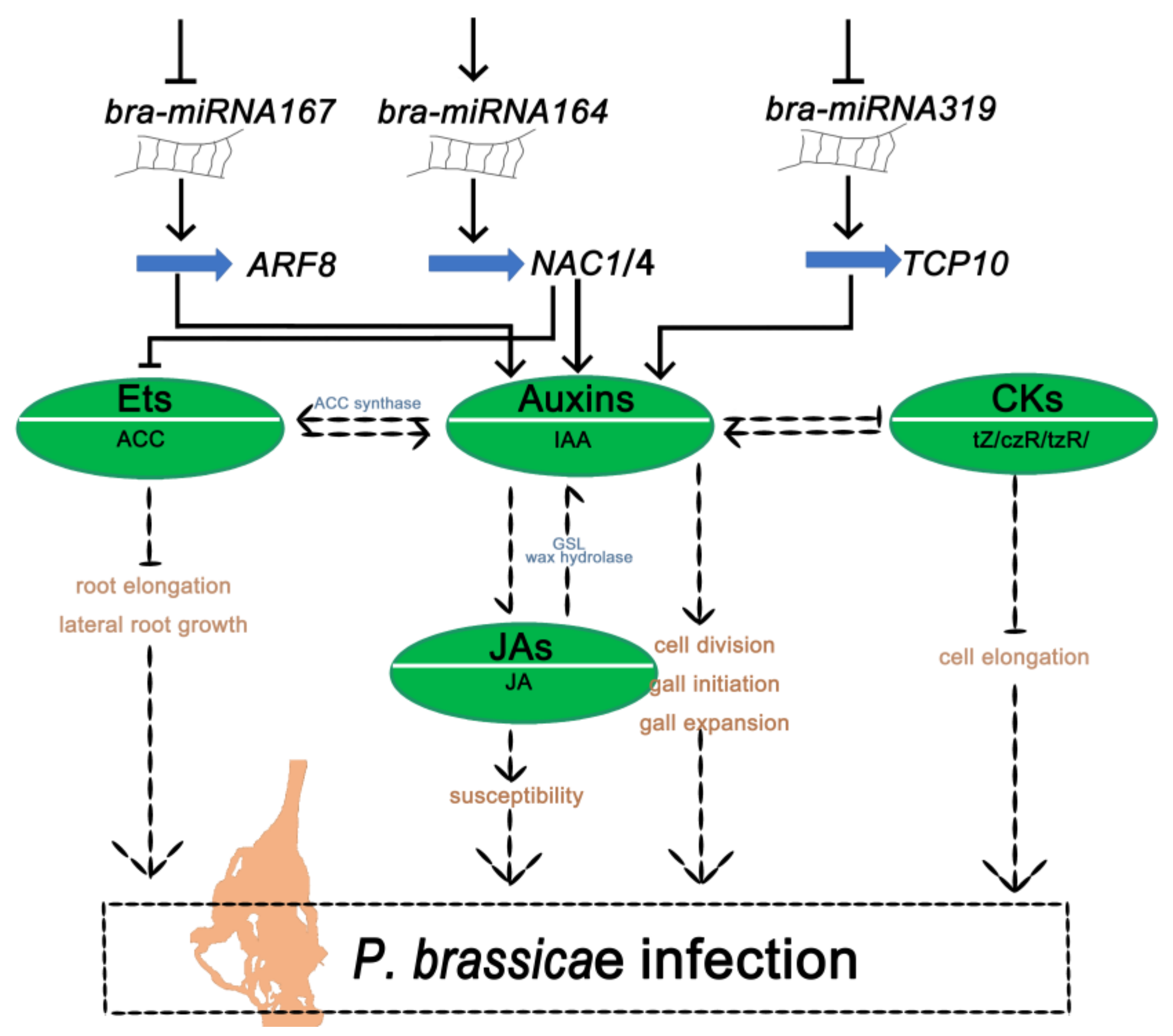 Ijms 24 02414 g008 Ijms 24 02414 g008