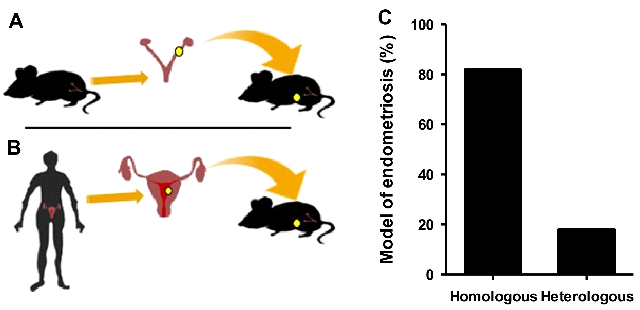IJMS Free FullText Rodent Animal Models of EndometriosisAssociated Pain Unmet Needs and