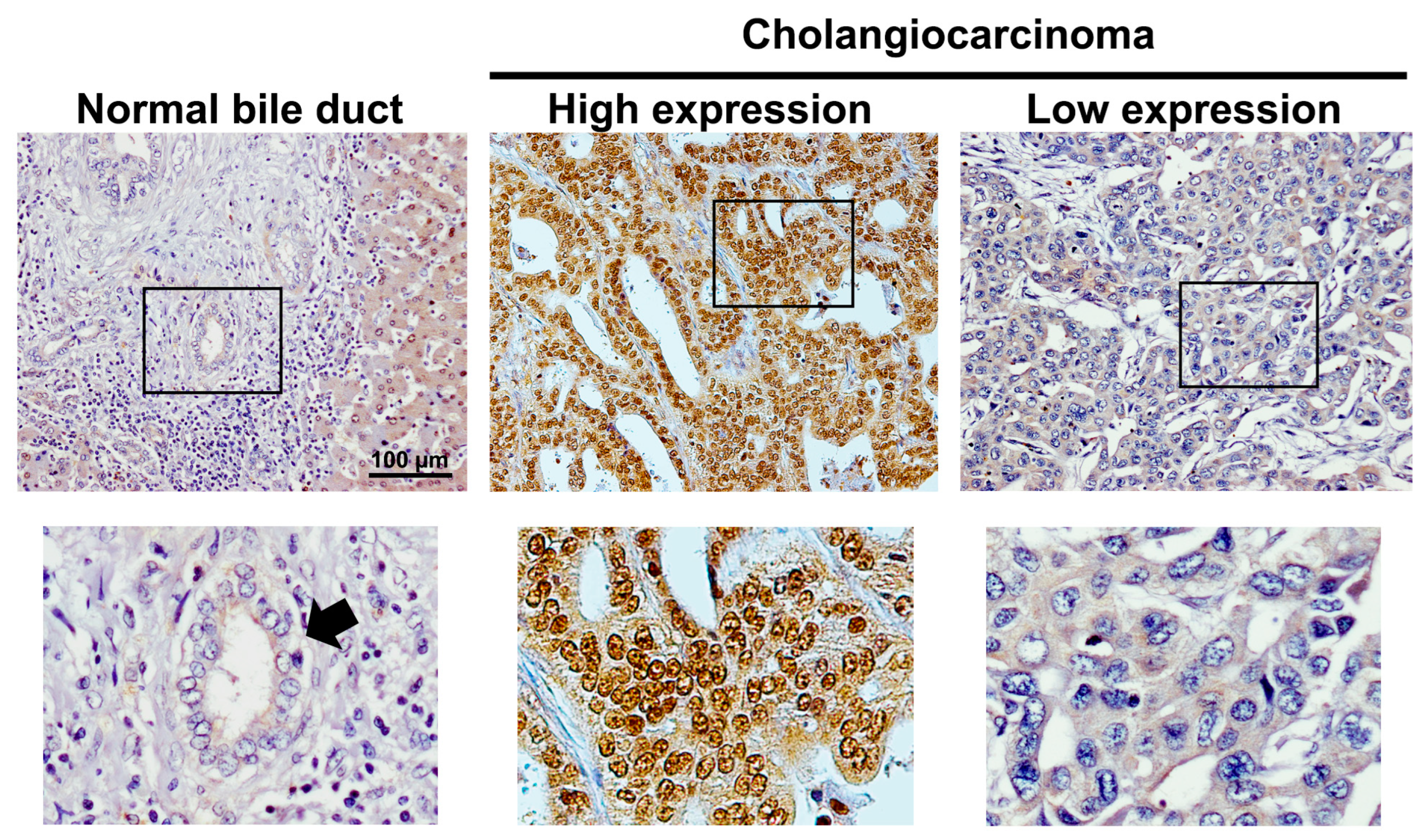 Ijms 24 02428 g001 Ijms 24 02428 g001