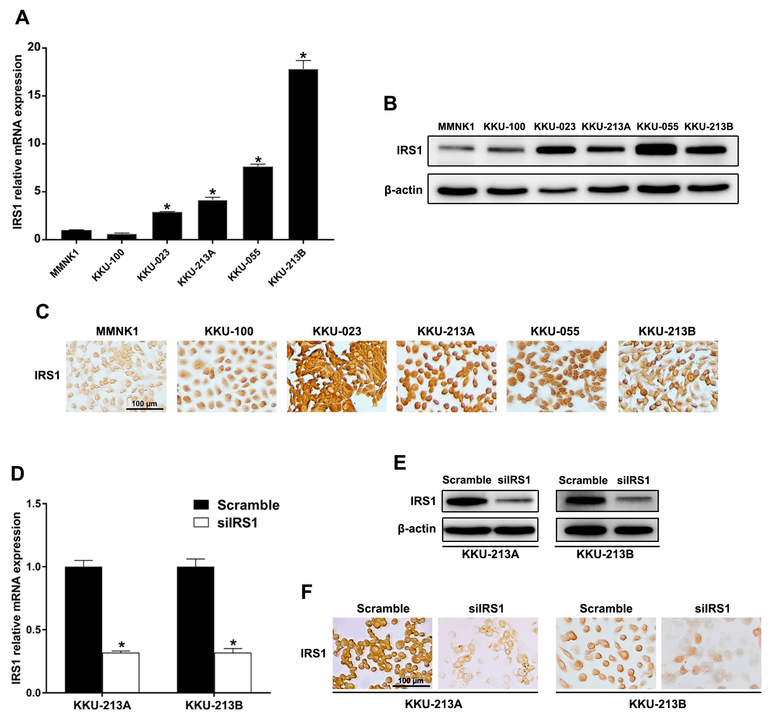 Ijms 24 02428 g004 Ijms 24 02428 g004