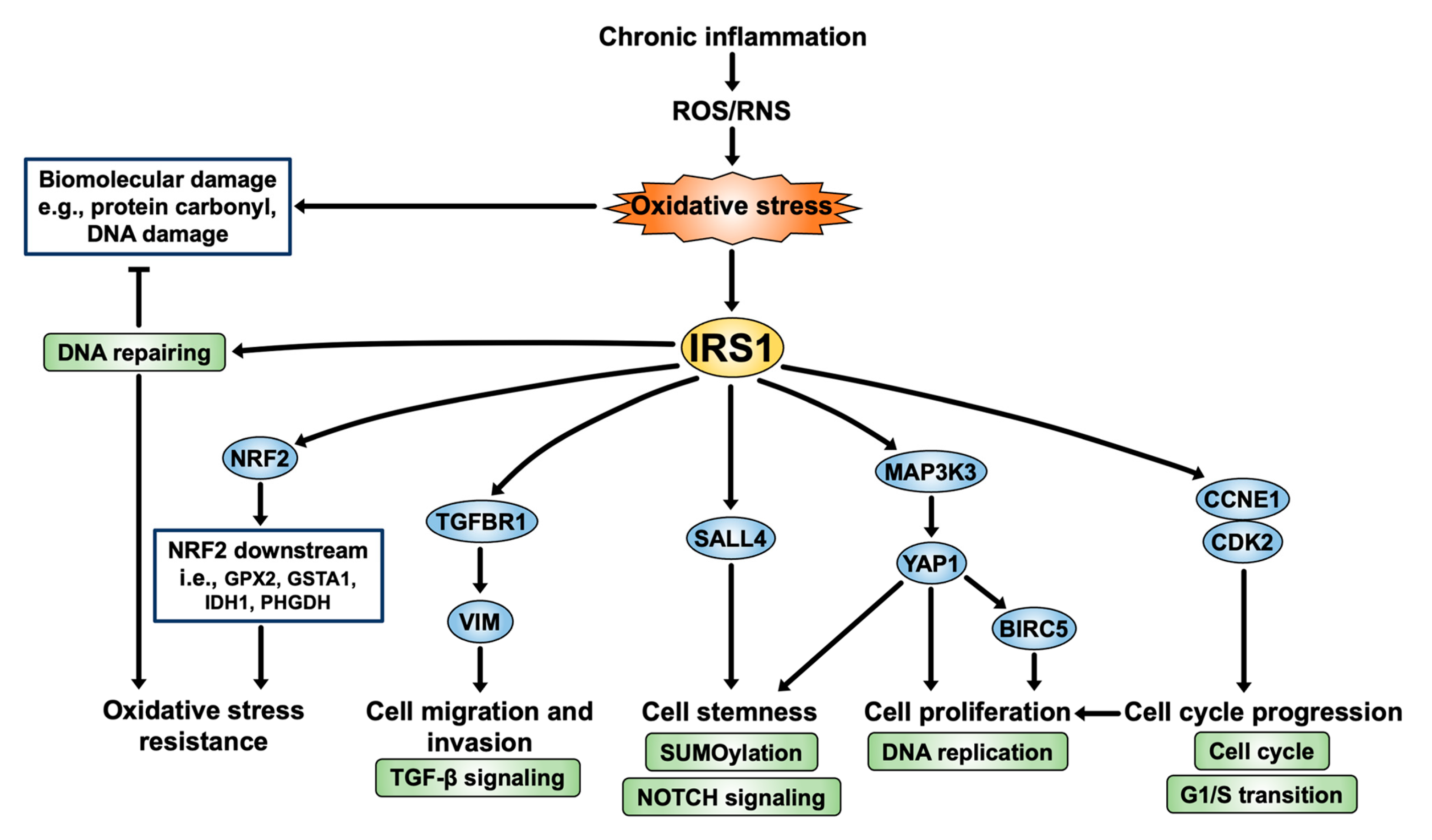Ijms 24 02428 g010 Ijms 24 02428 g010