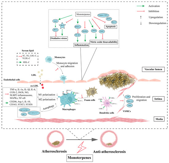 High-yield porphyrin production through metabolic