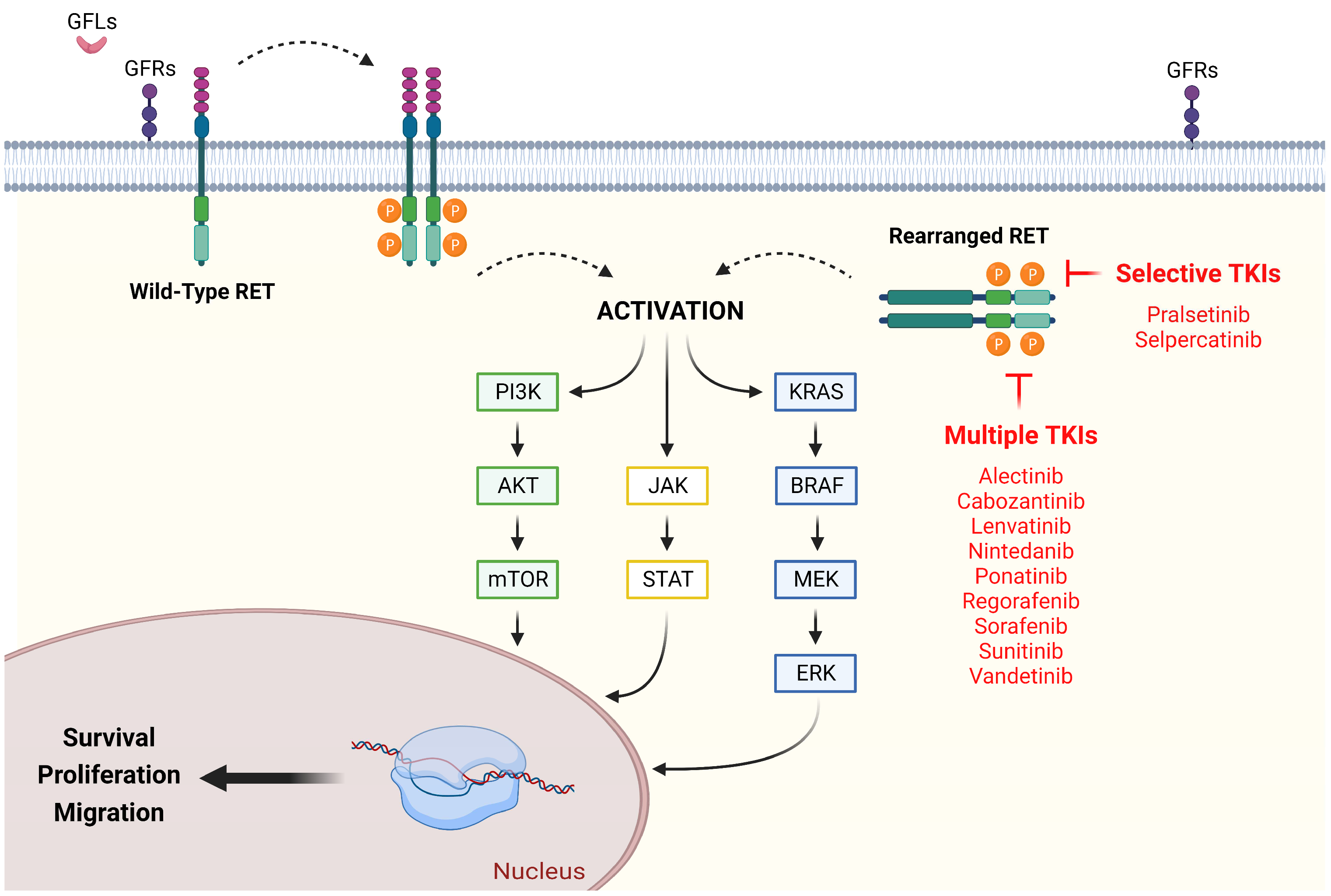 Ijms 24 02433 g001 Ijms 24 02433 g001
