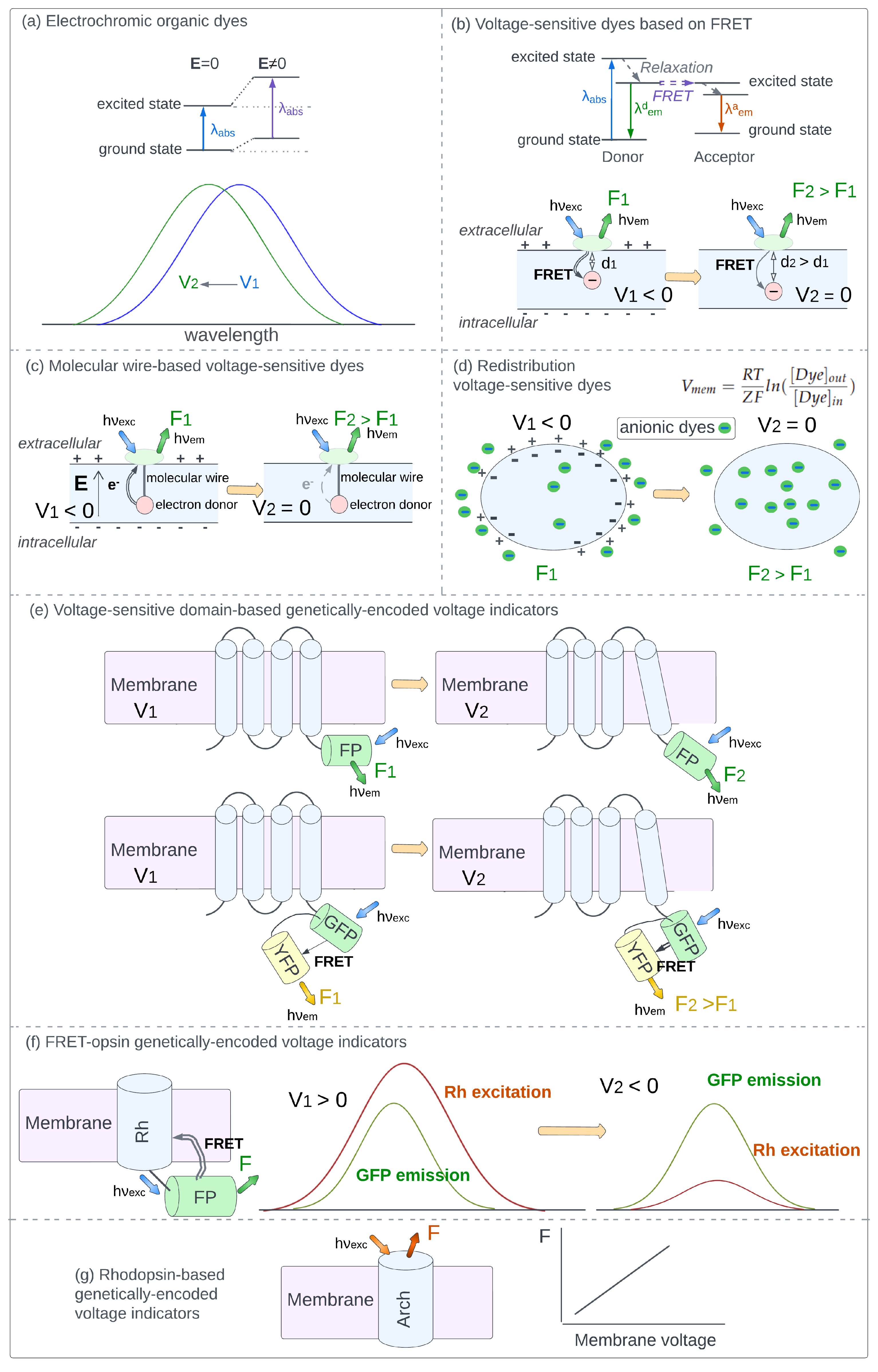 Optical Electrophysiology: Toward the Goal of Label-Free Voltage Imaging