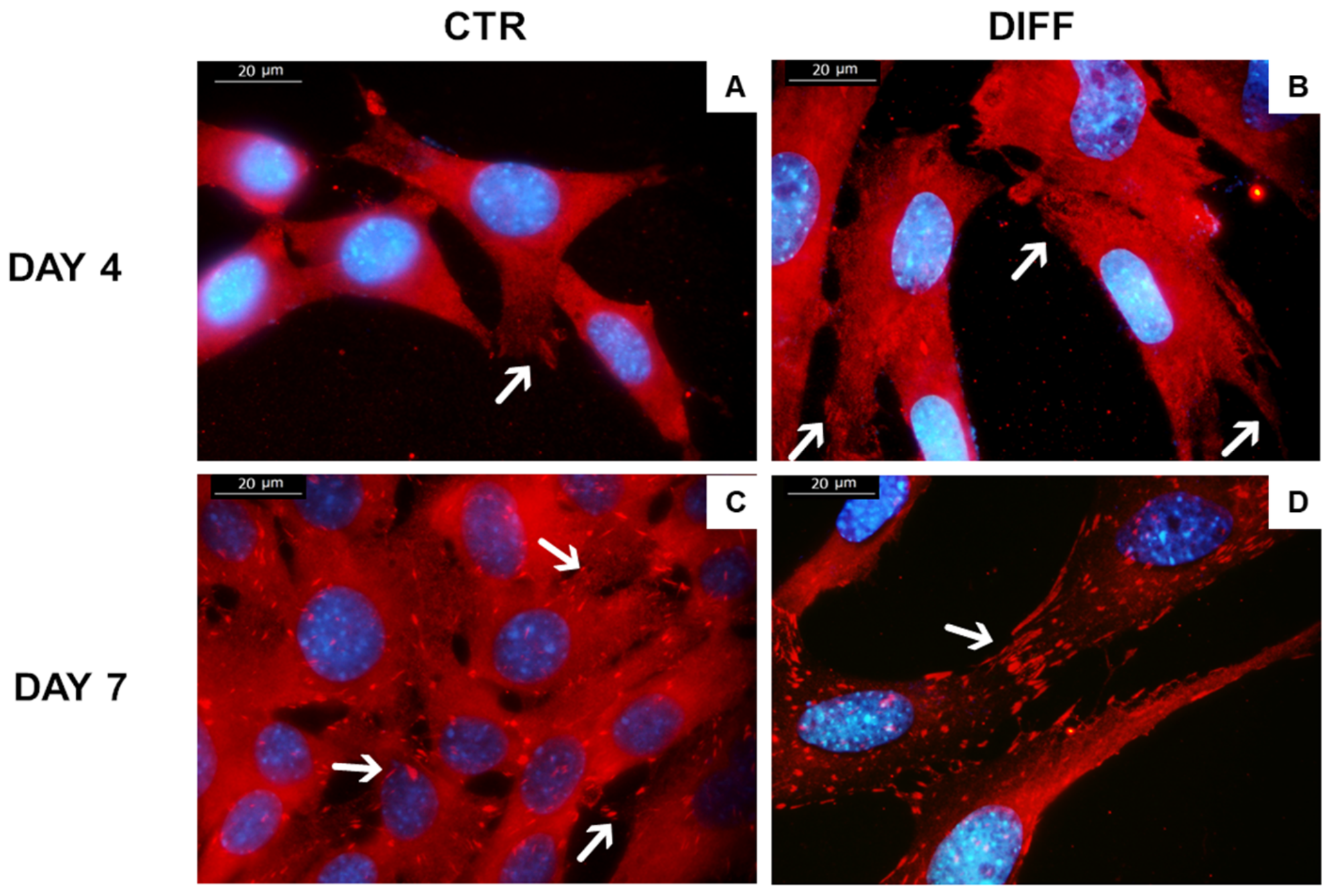 Ijms 24 02444 g005 Ijms 24 02444 g005