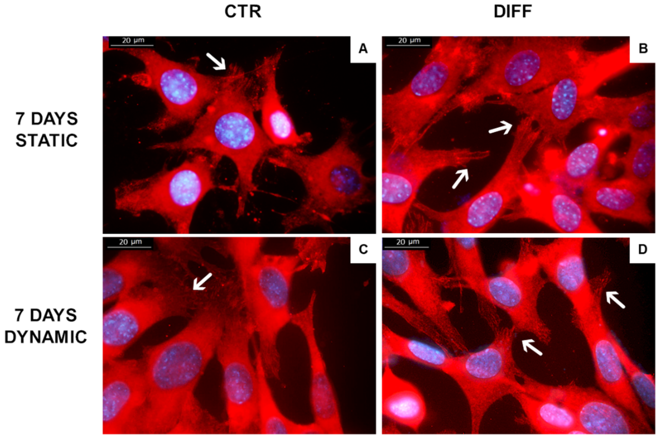 Ijms 24 02444 g008 Ijms 24 02444 g008