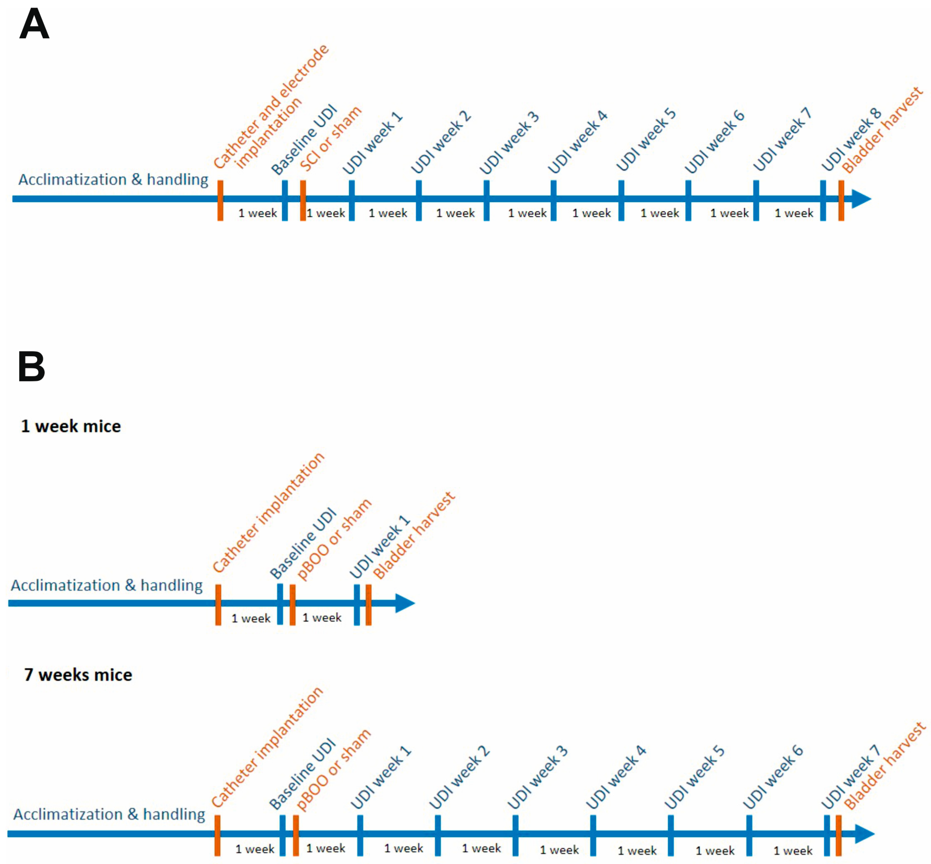 Ijms 24 02451 g001 Ijms 24 02451 g001