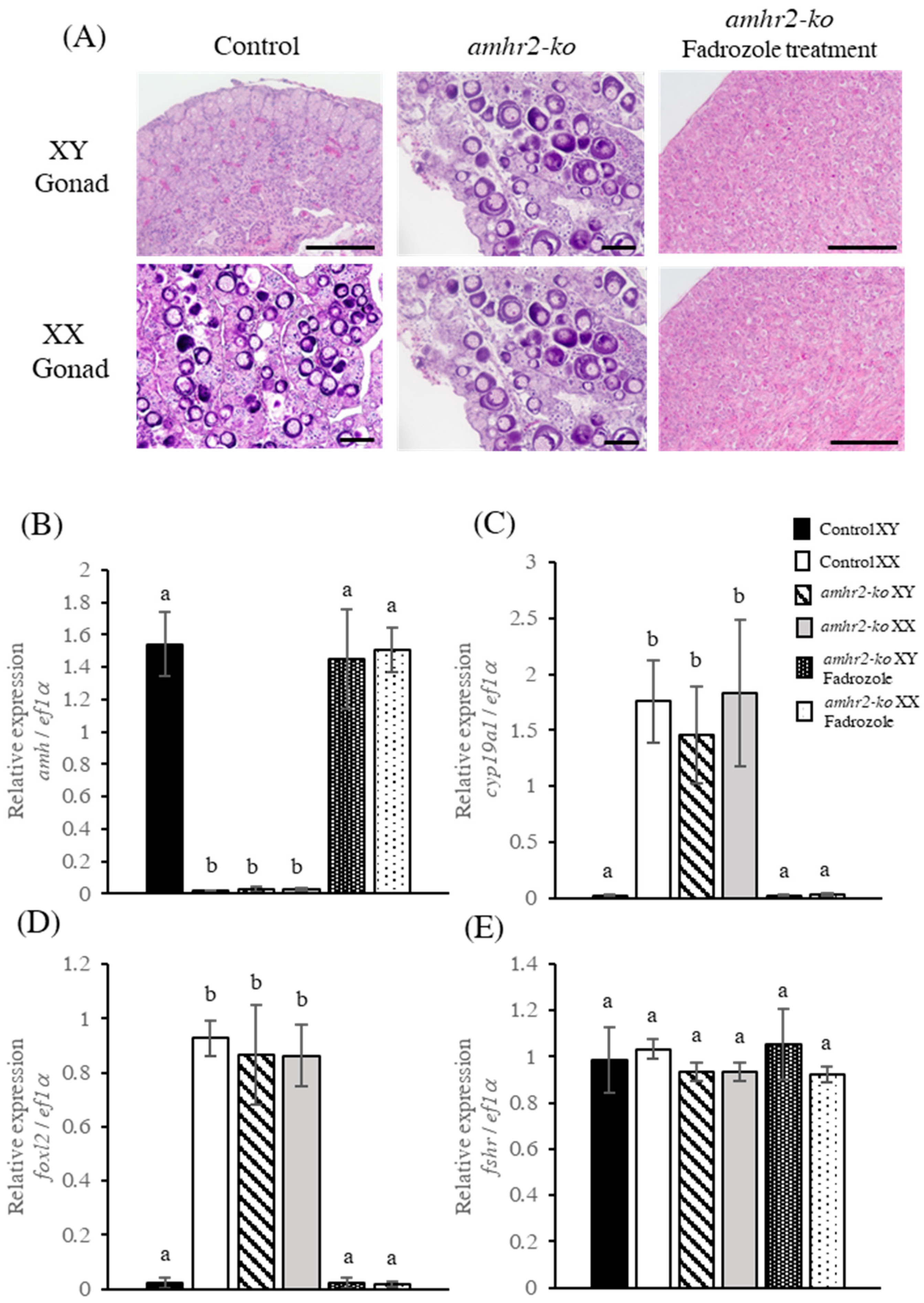 Ijms 24 02480 g004 Ijms 24 02480 g004