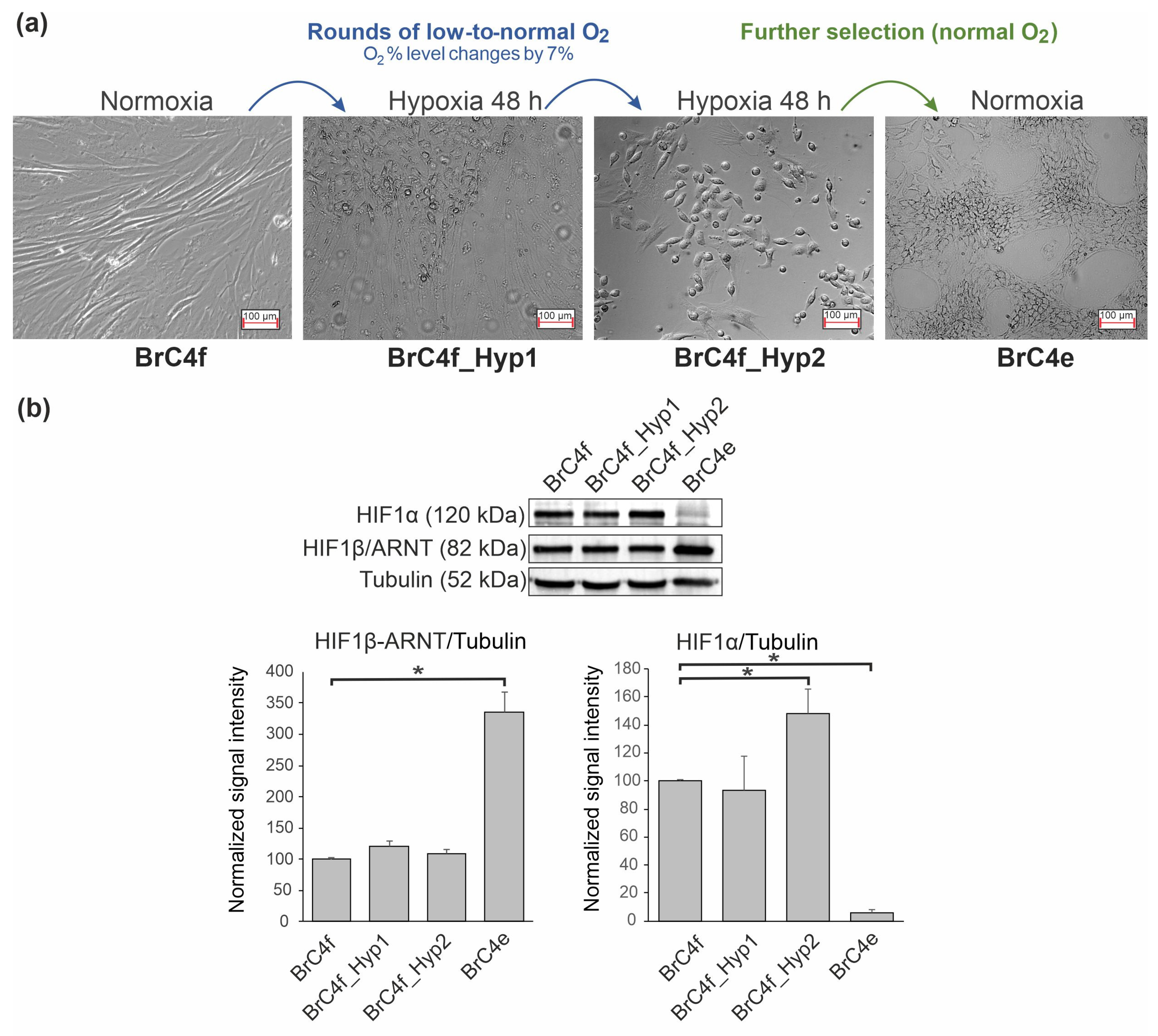 Ijms 24 02494 g001 Ijms 24 02494 g001
