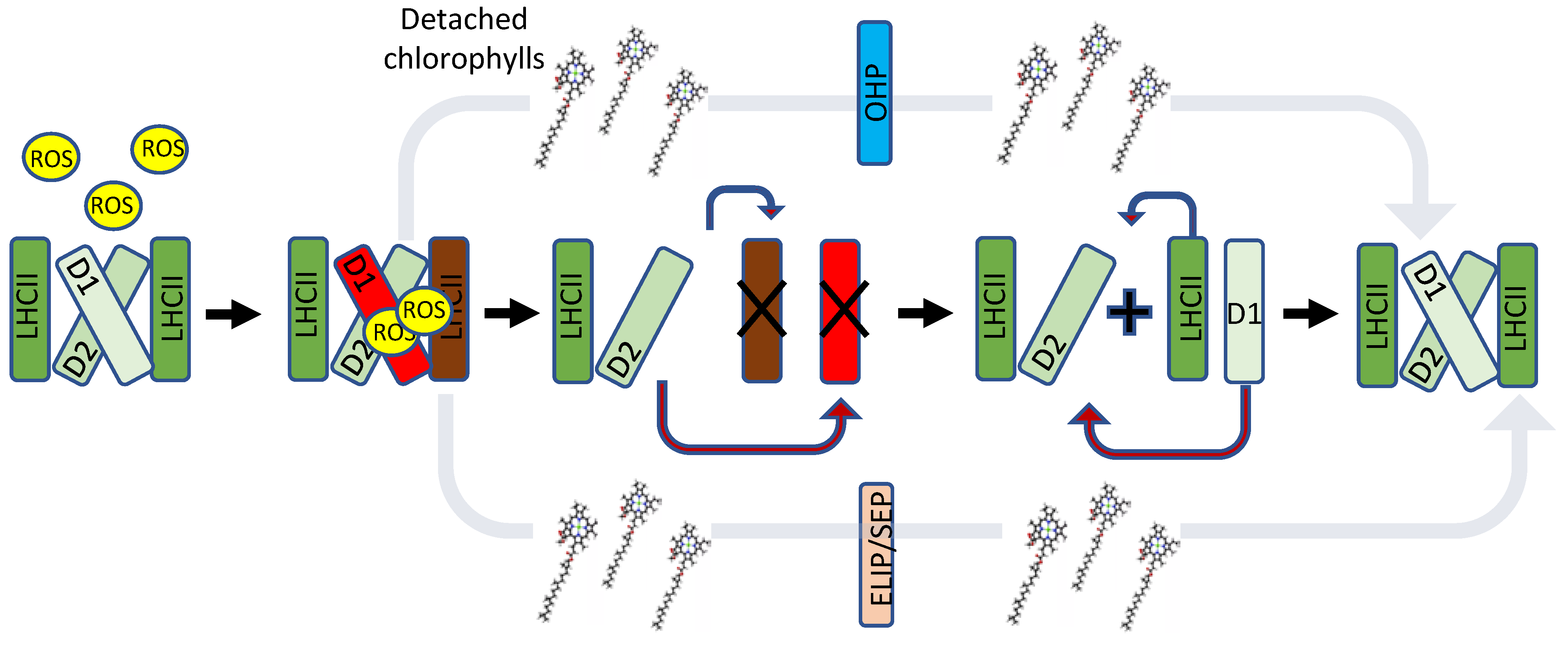 The Extended Light-Harvesting Complex (LHC) Protein Superfamily:  Classification and Evolutionary Dynamics