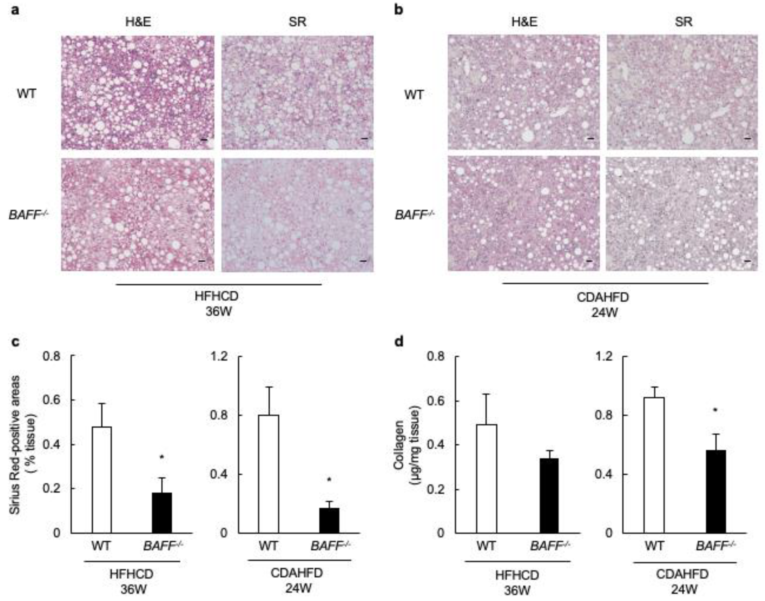 Ijms 24 02509 g004 Ijms 24 02509 g004