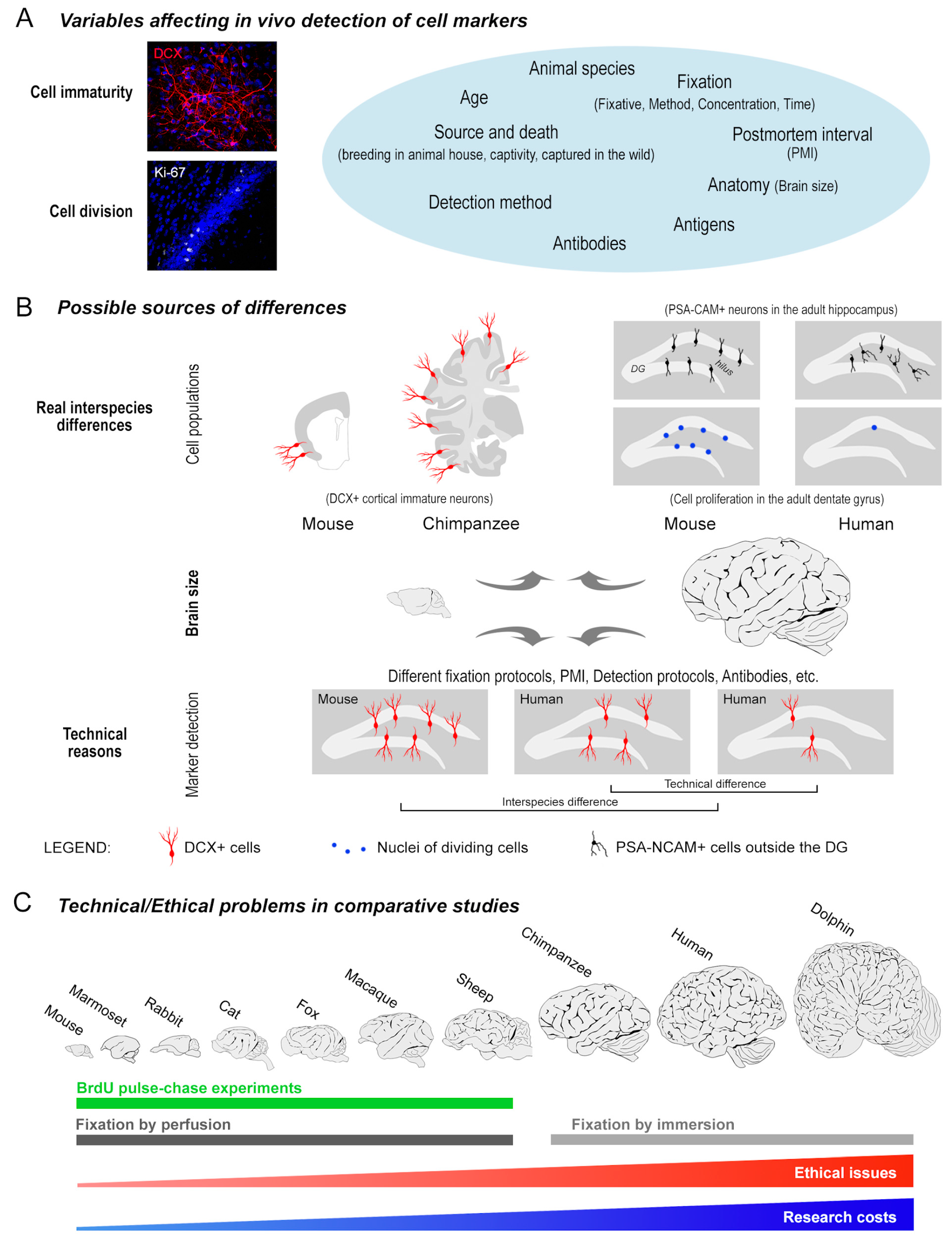 Ijms 24 02514 g001 Ijms 24 02514 g001