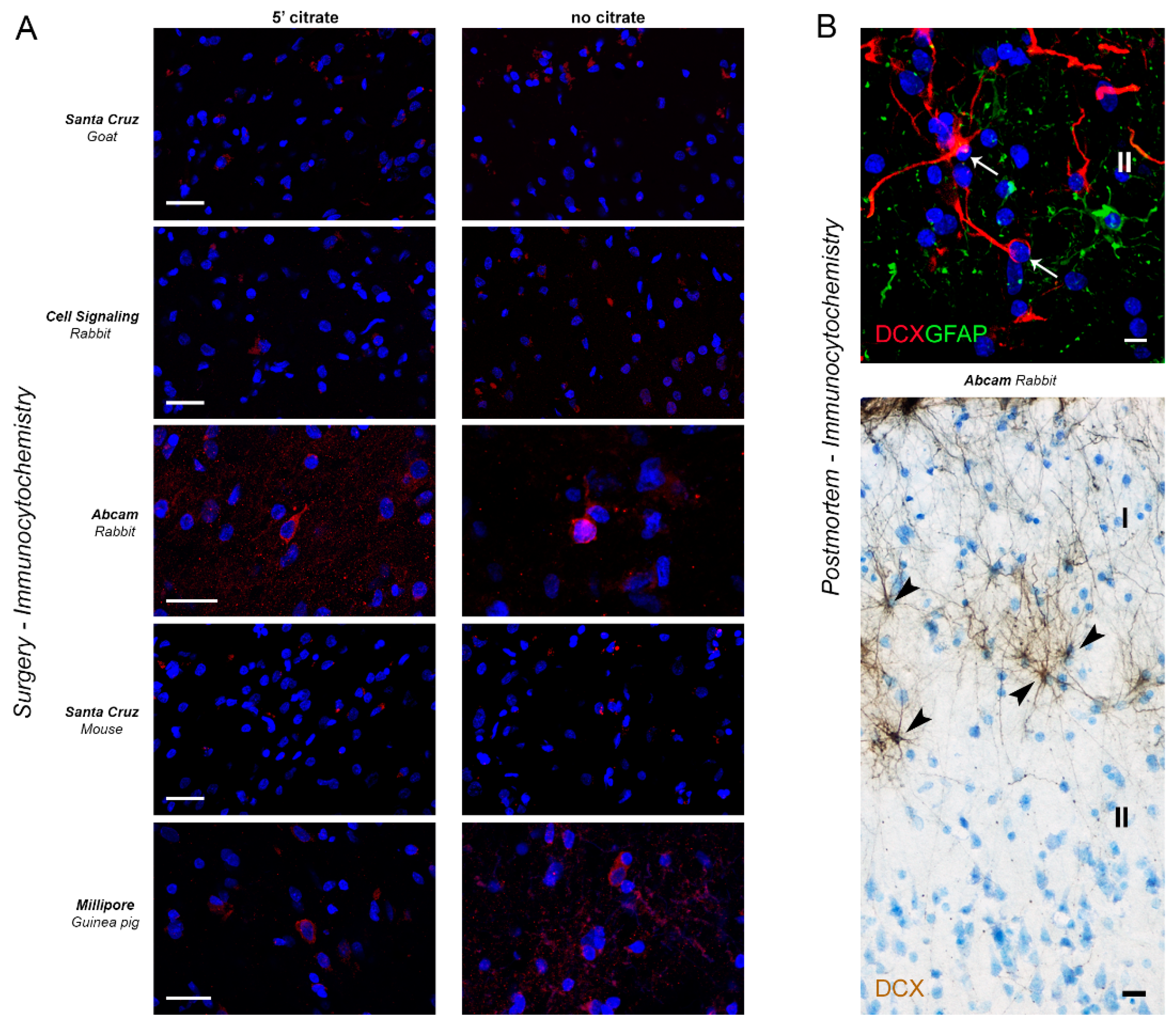 Ijms 24 02514 g008 Ijms 24 02514 g008