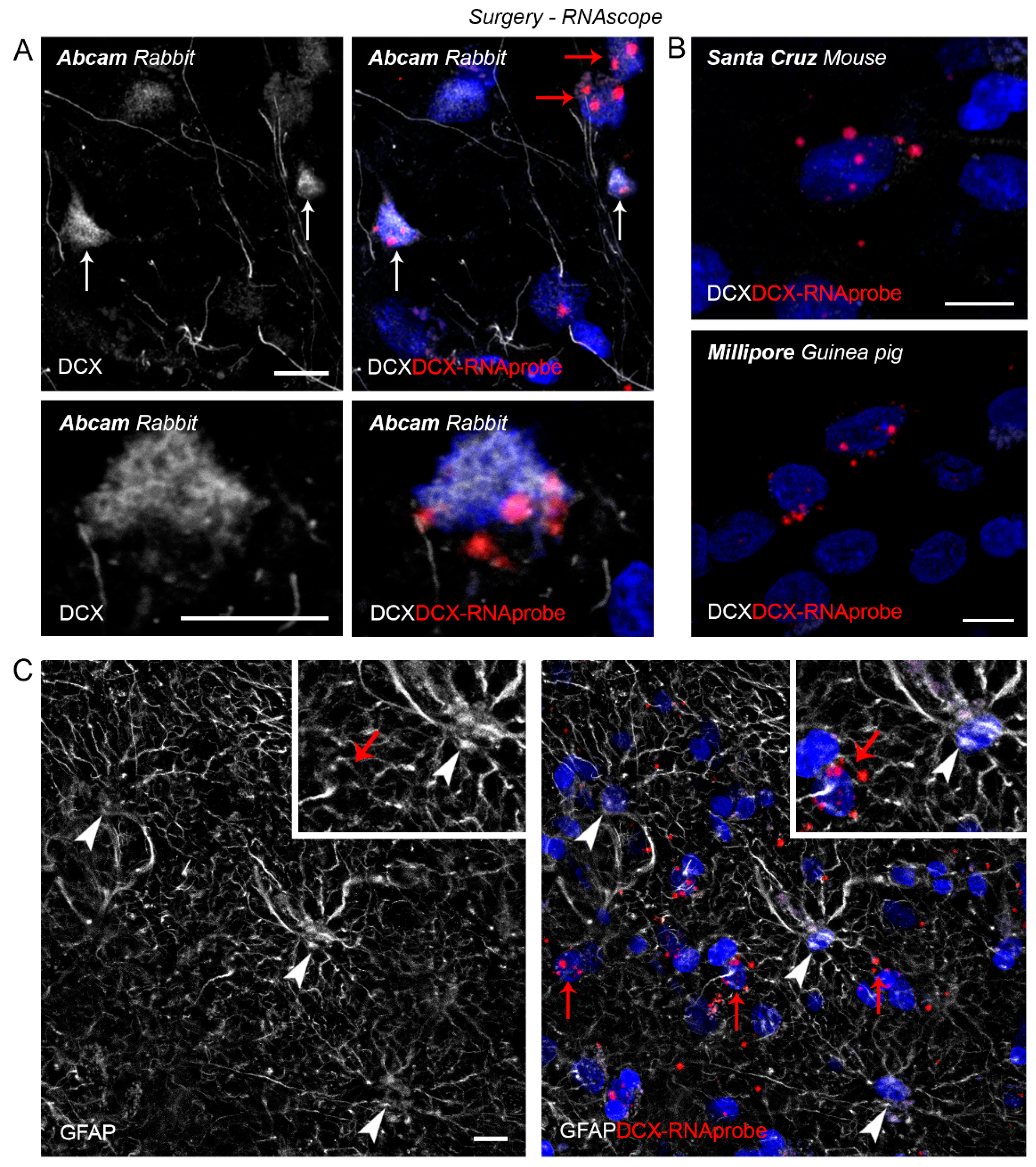 Ijms 24 02514 g009 Ijms 24 02514 g009