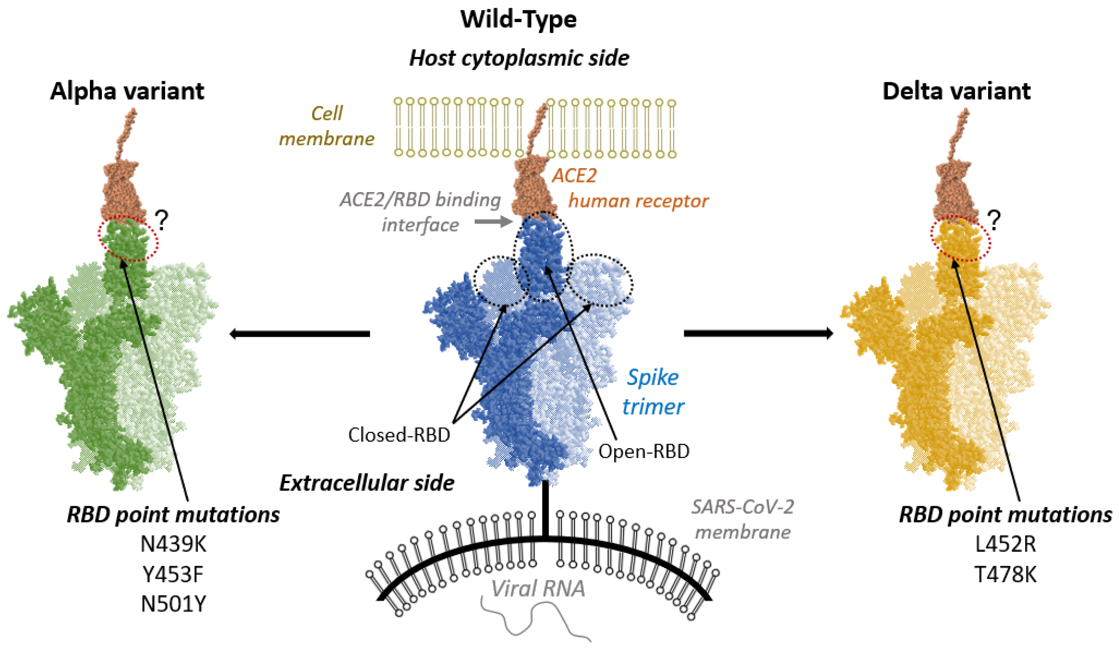 Caused by a single-stranded RNA betacoronavirus, severe acute respiratory s...