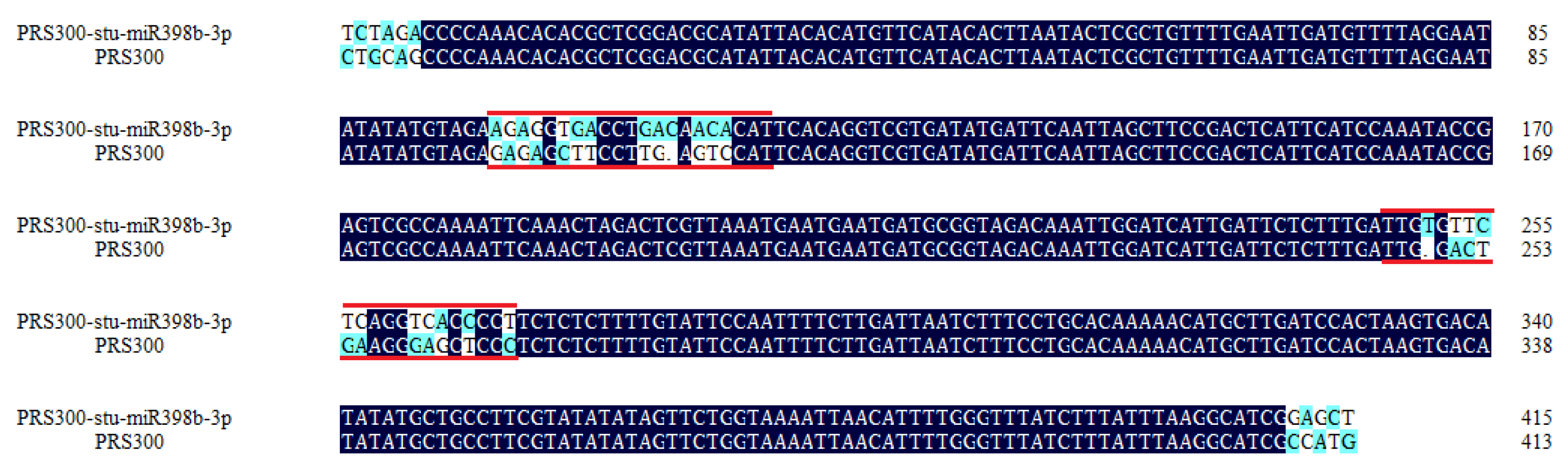 Potato Stu-miR398b-3p Negatively Regulates Cu/Zn-SOD