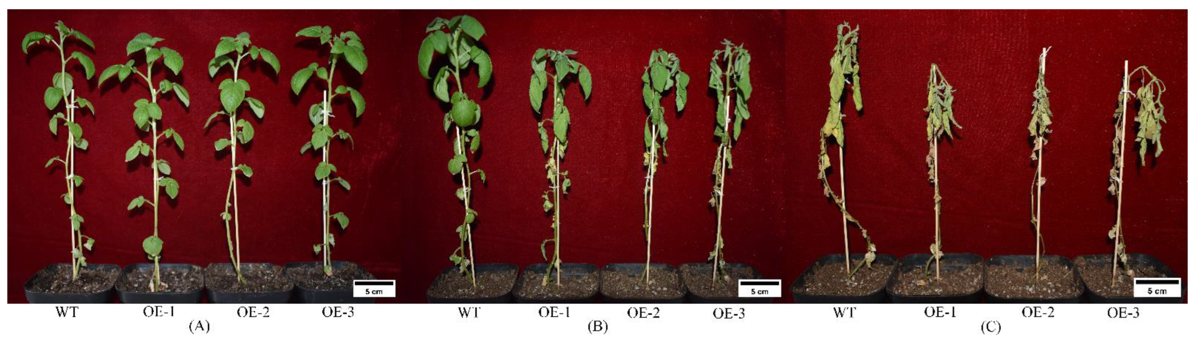 その他 POTATO 2018.01~2019.02,10 Revealing Genetic Variations Associated with Chip-Processing
