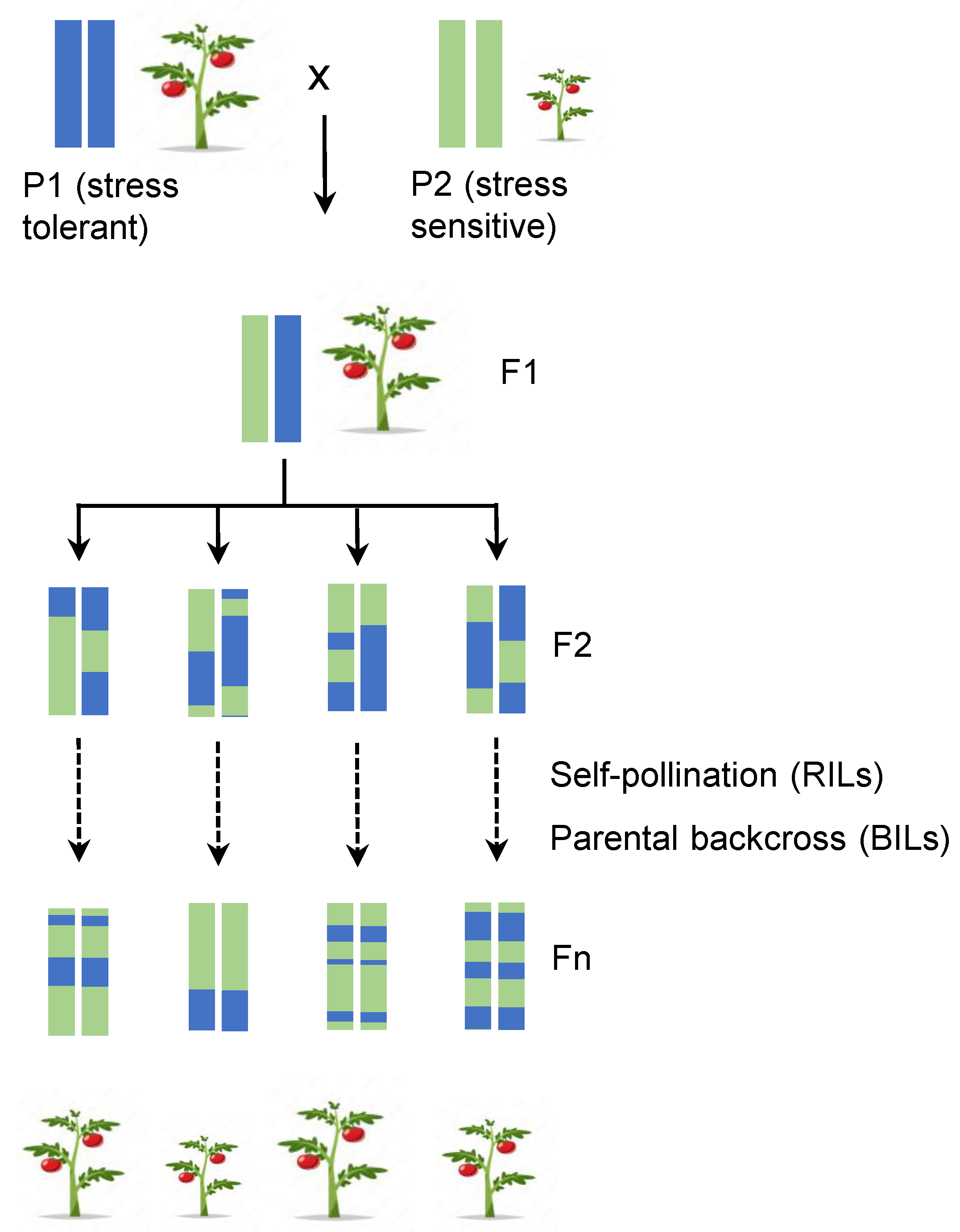 Ijms 24 02526 g001 Ijms 24 02526 g001
