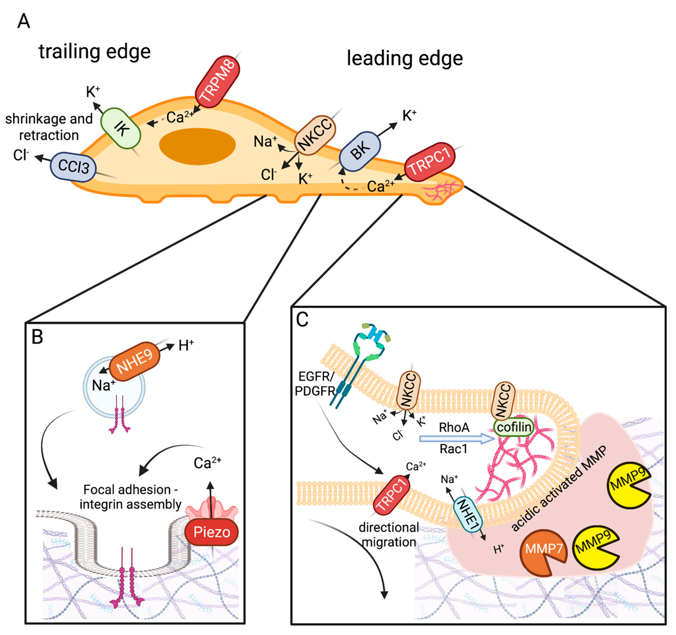 IJMS | Free Full-Text | Ion Channels in Gliomas—From 