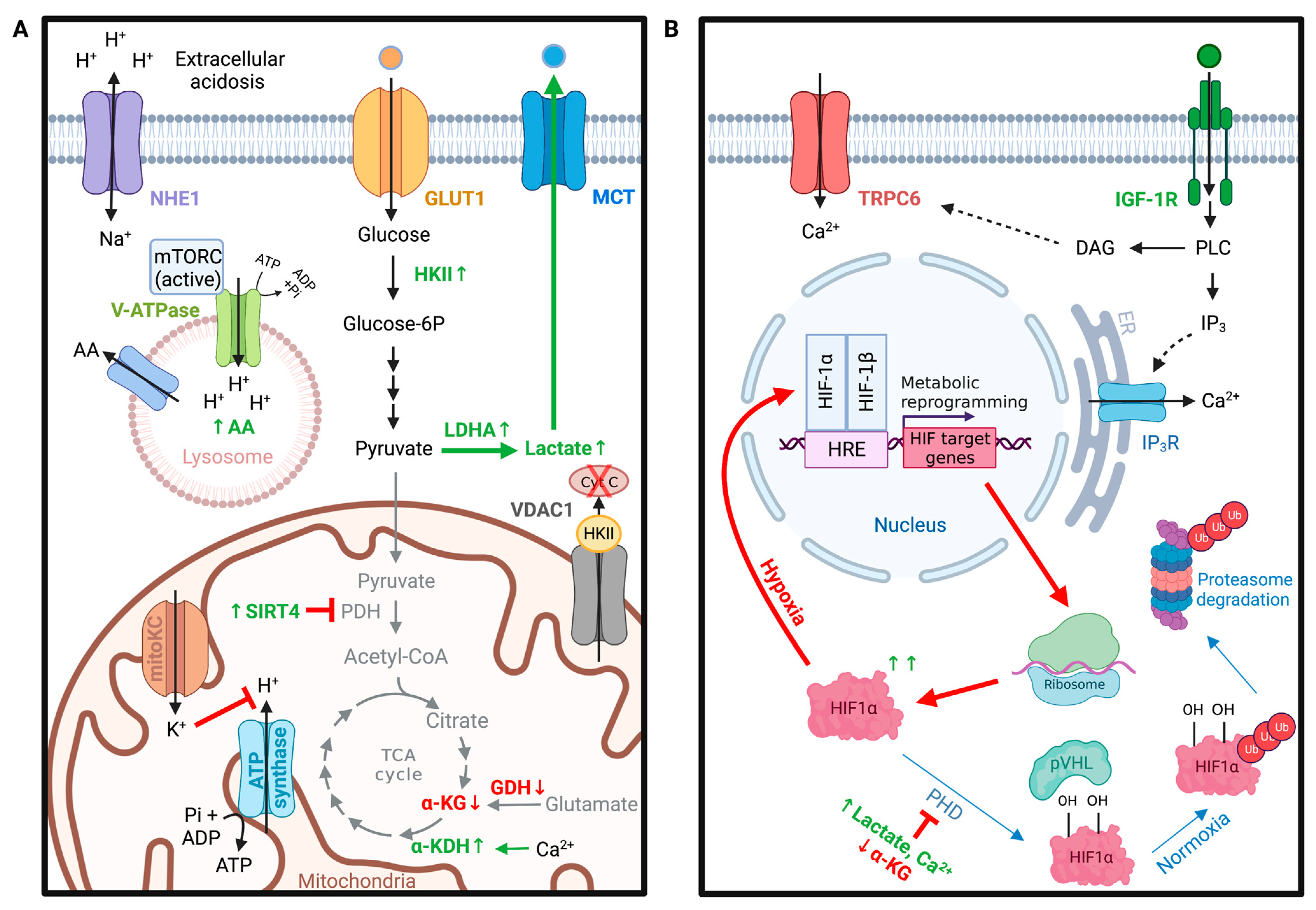 Ijms 24 02530 g003 Ijms 24 02530 g003