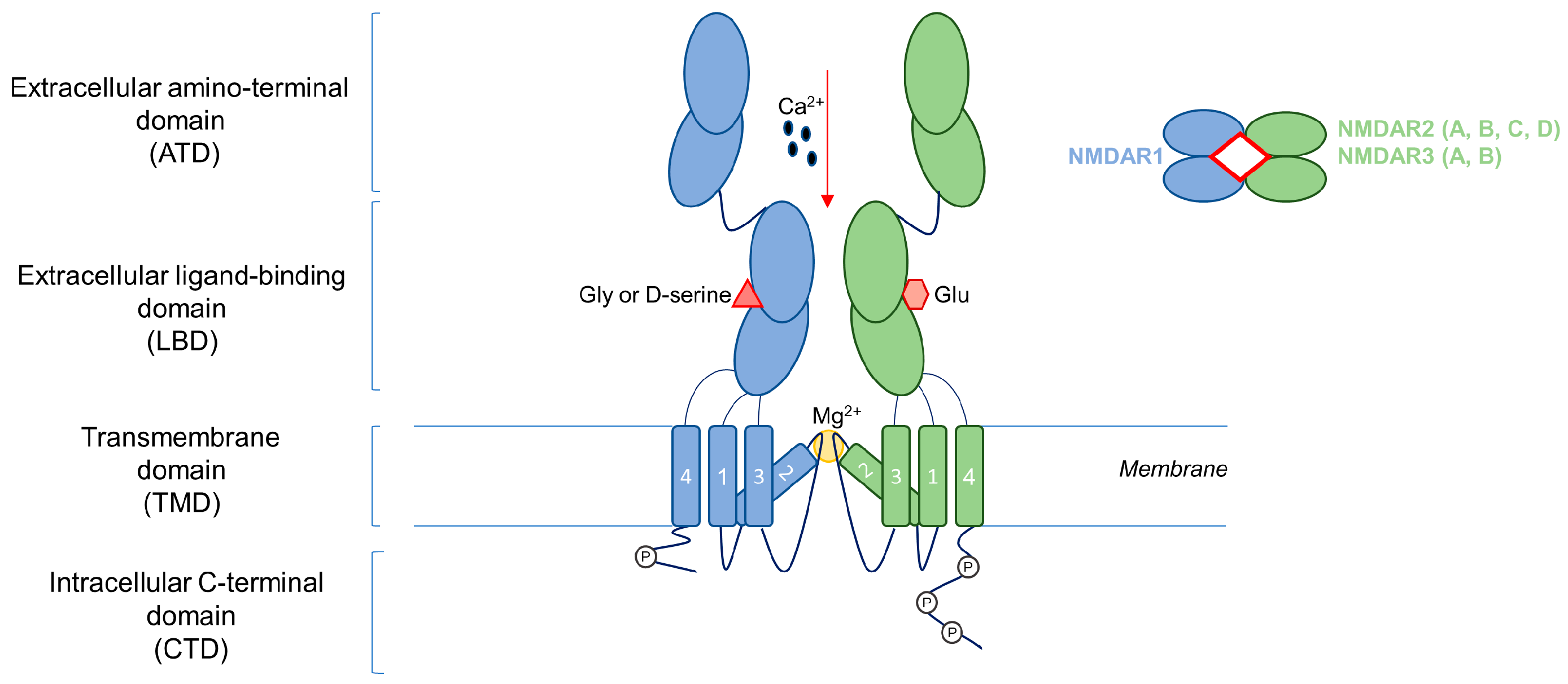 Nmda n-methyl-d-aspartate on sale receptor
