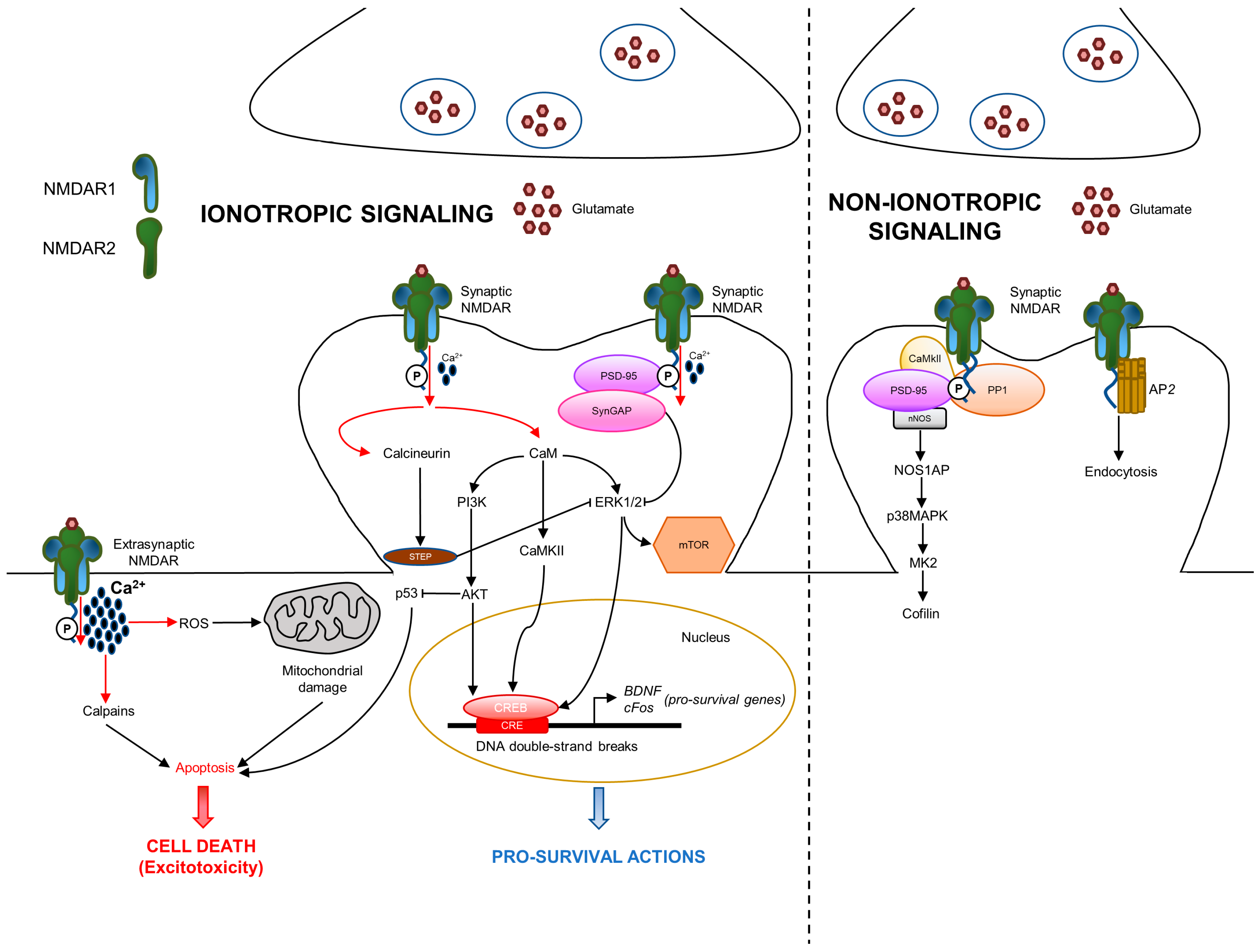 Frontiers  Experimental Social Stress: Dopaminergic Receptors, Oxidative  Stress, and c-Fos Protein Are Involved in Highly Aggressive Behavior